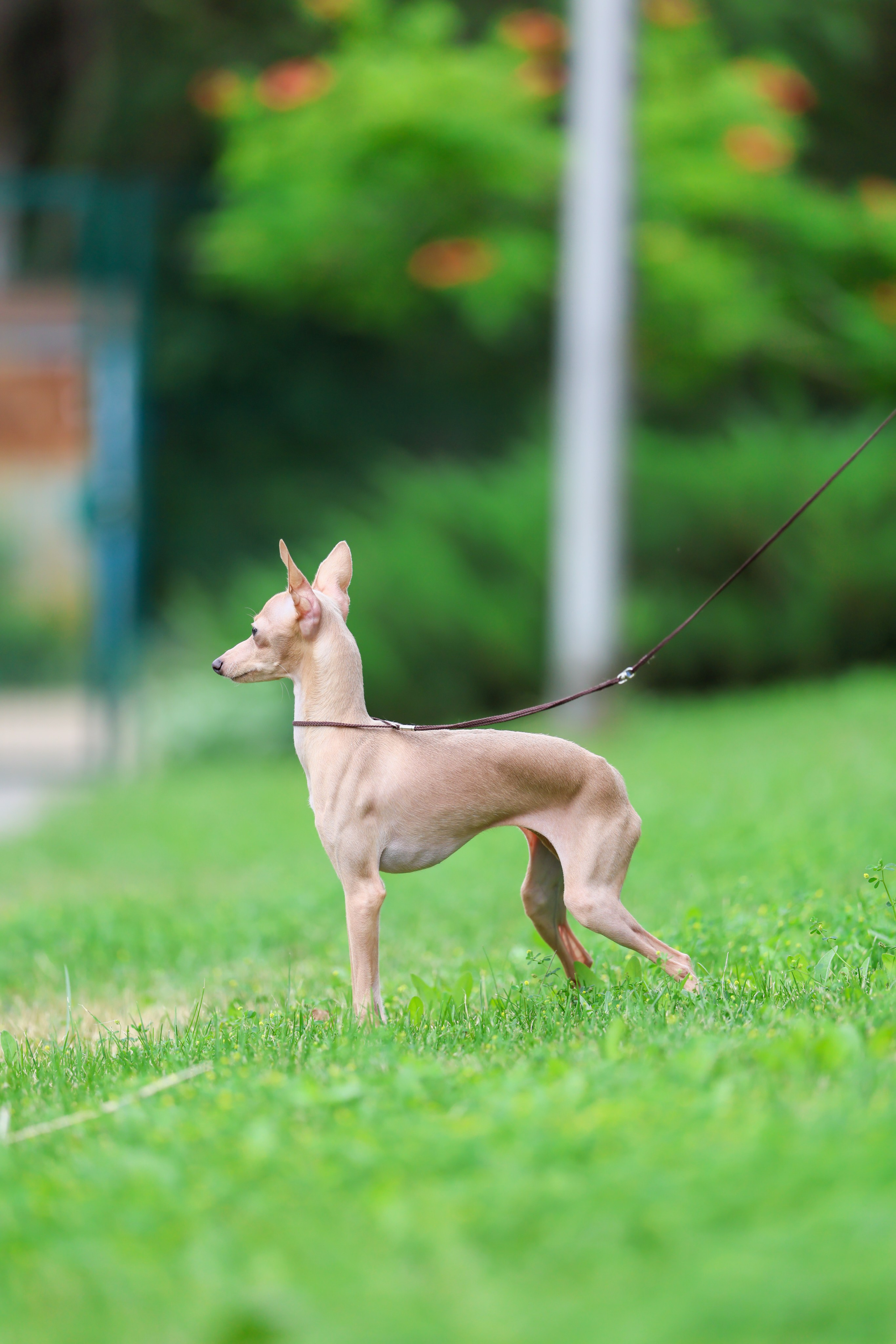 Кремовая Лекси. Professional Italian Greyhound Kennel RKF/FCI ASTI SAPPHIRE 💎 Sochi|St. Petersburg