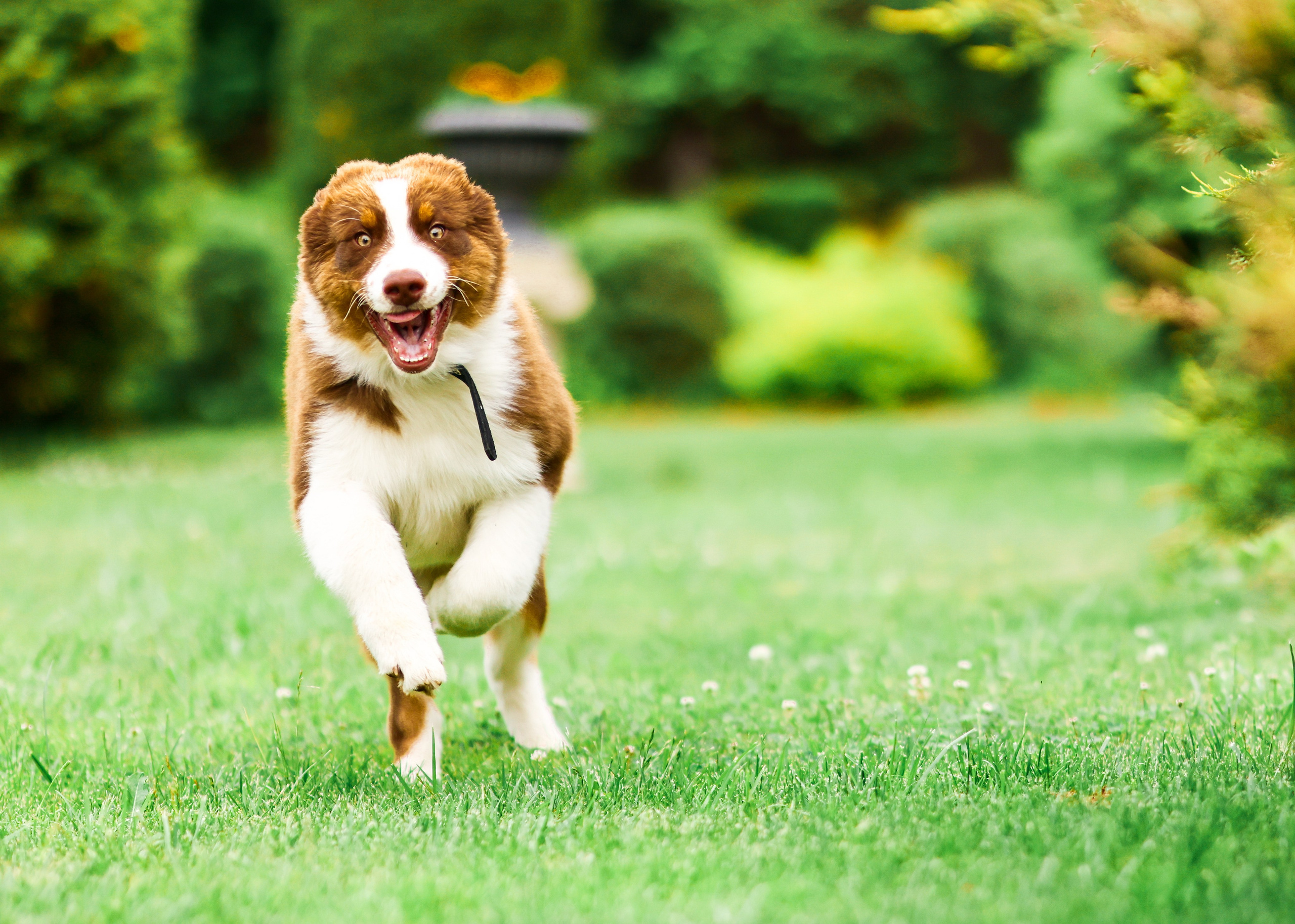 Аусси 2. Фотограф репортажей и стритфотосессий в Москве Людмила Смирнова
