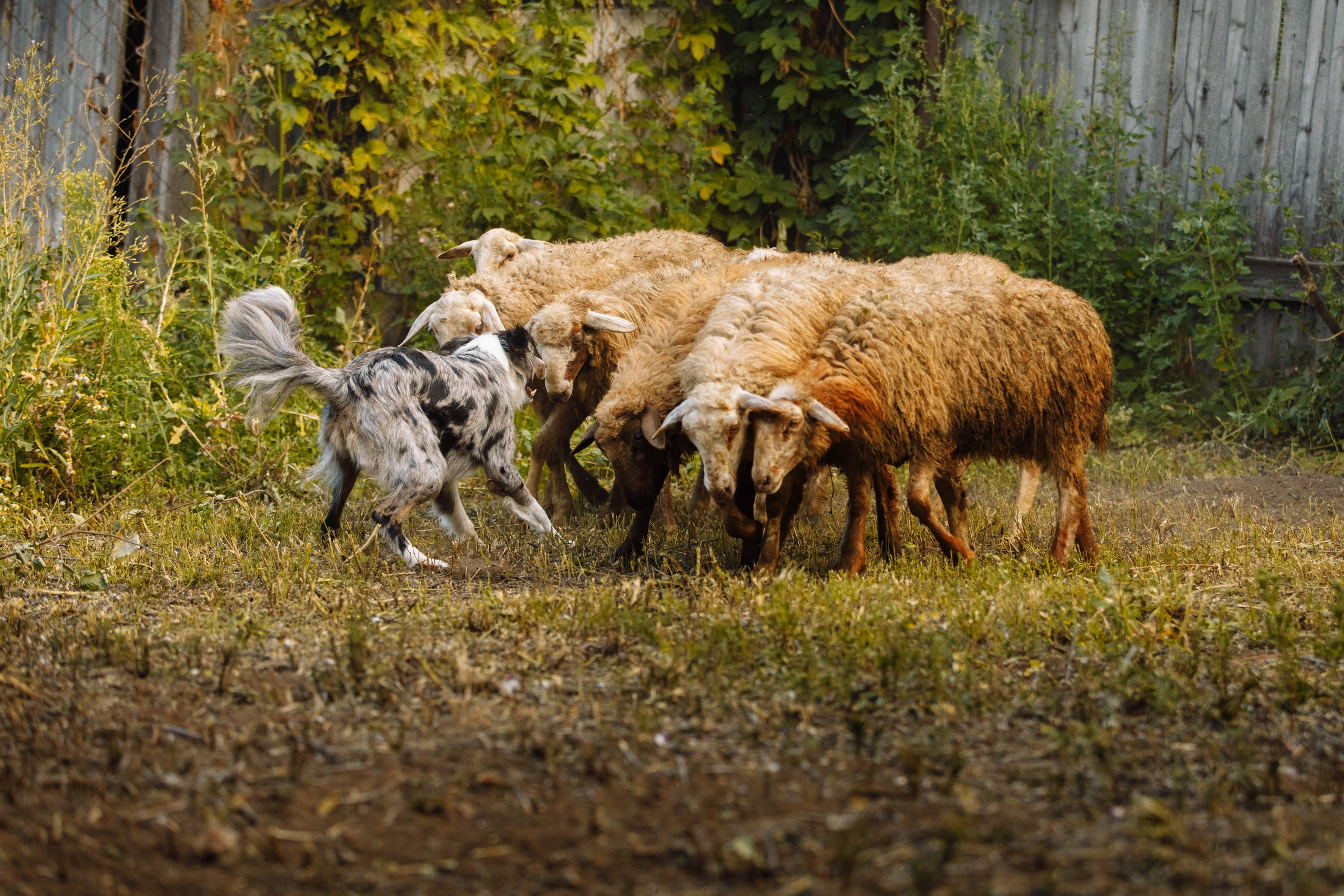 Овечий день. О нас