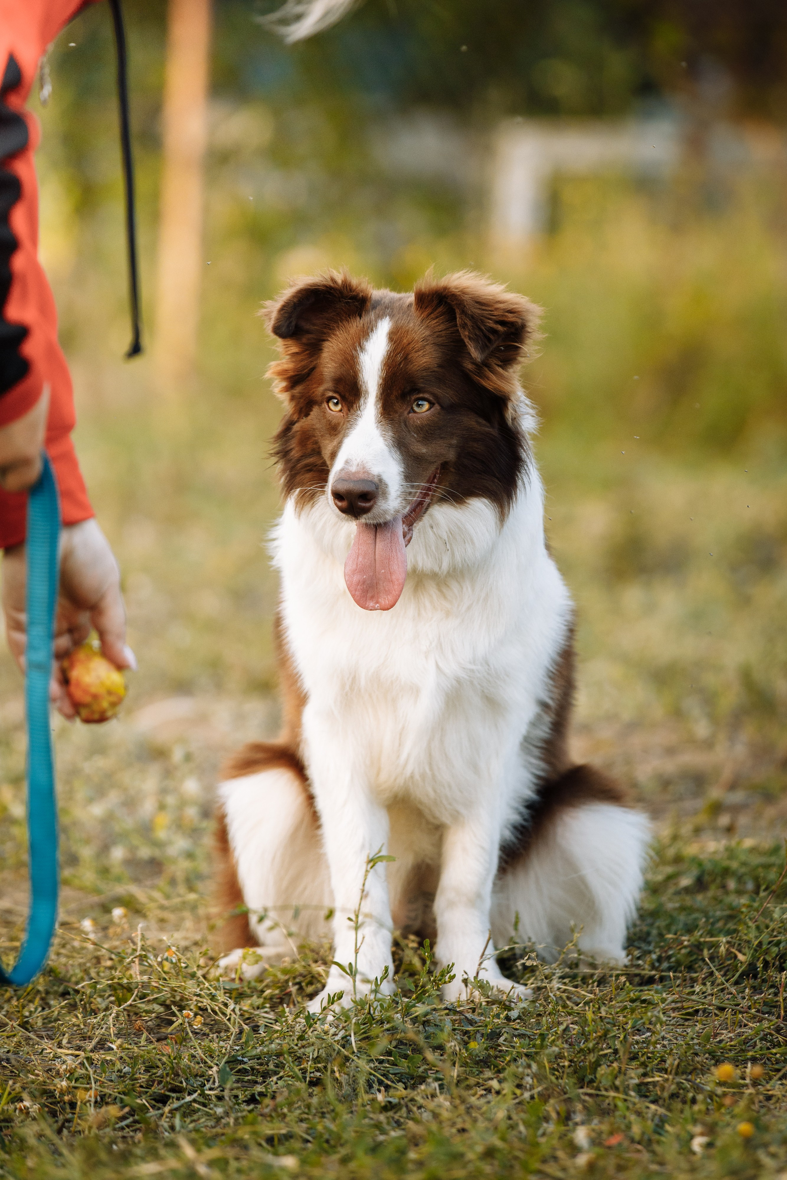 Овечий день. О нас