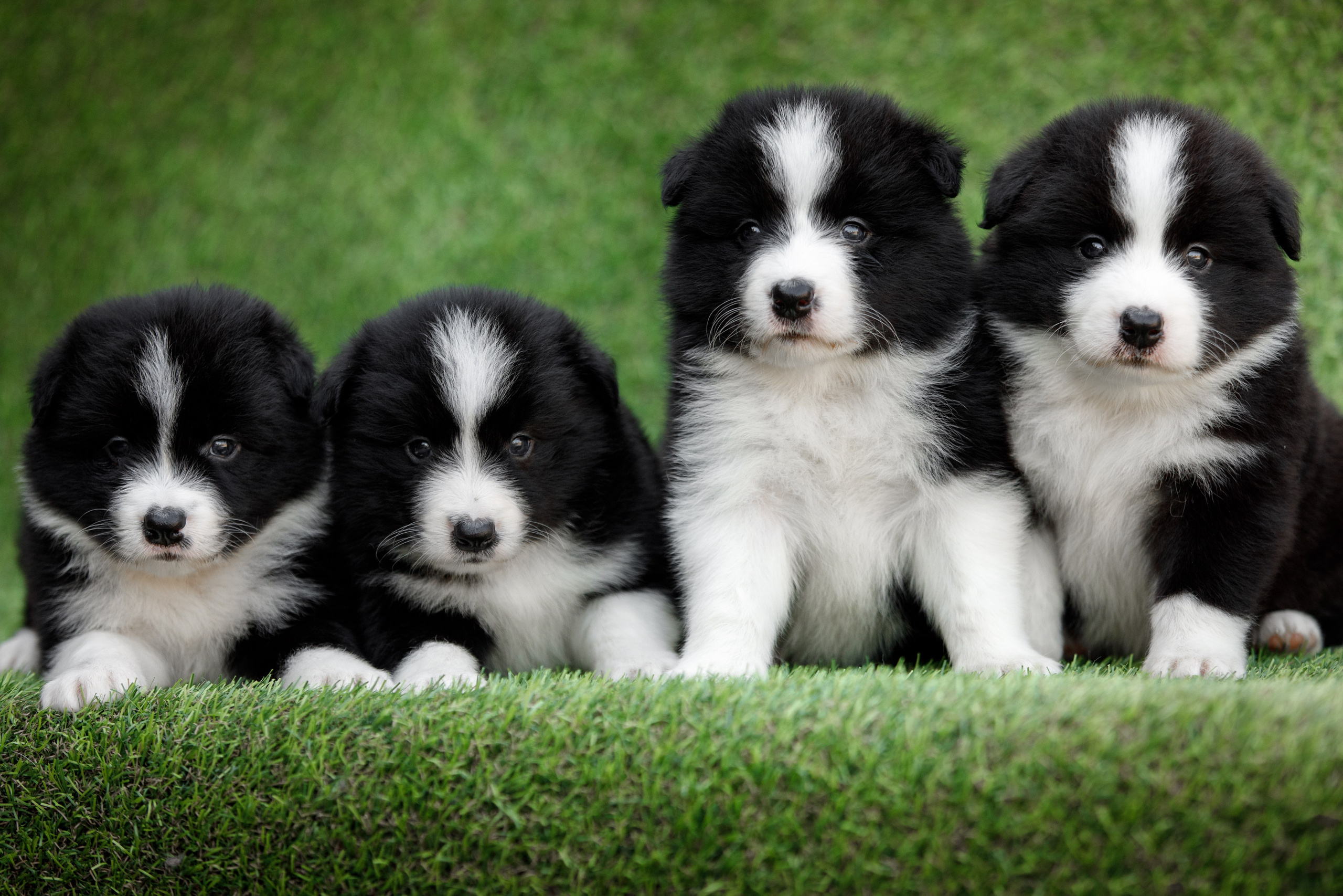 Смешарики. О нас