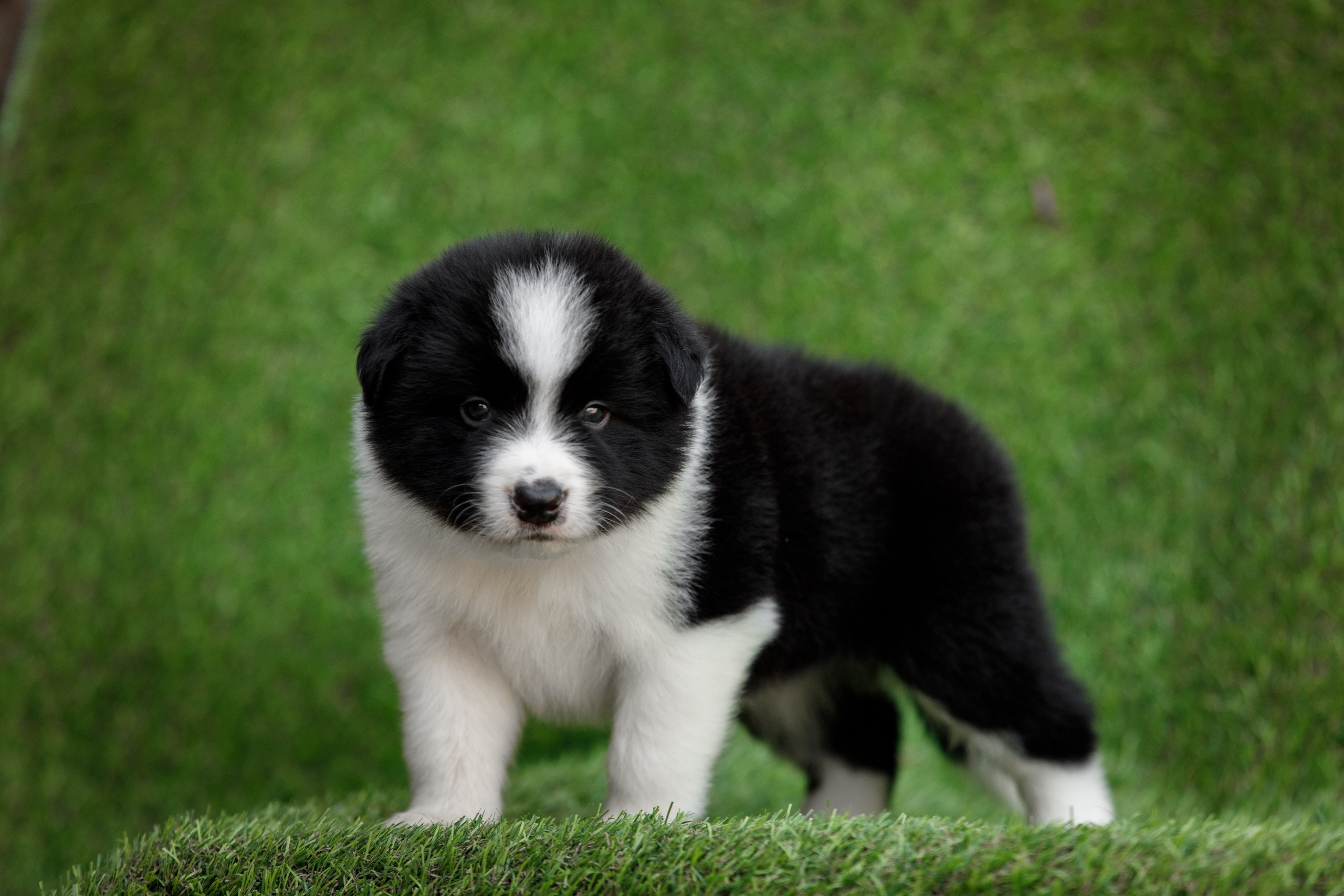 Смешарики. О нас