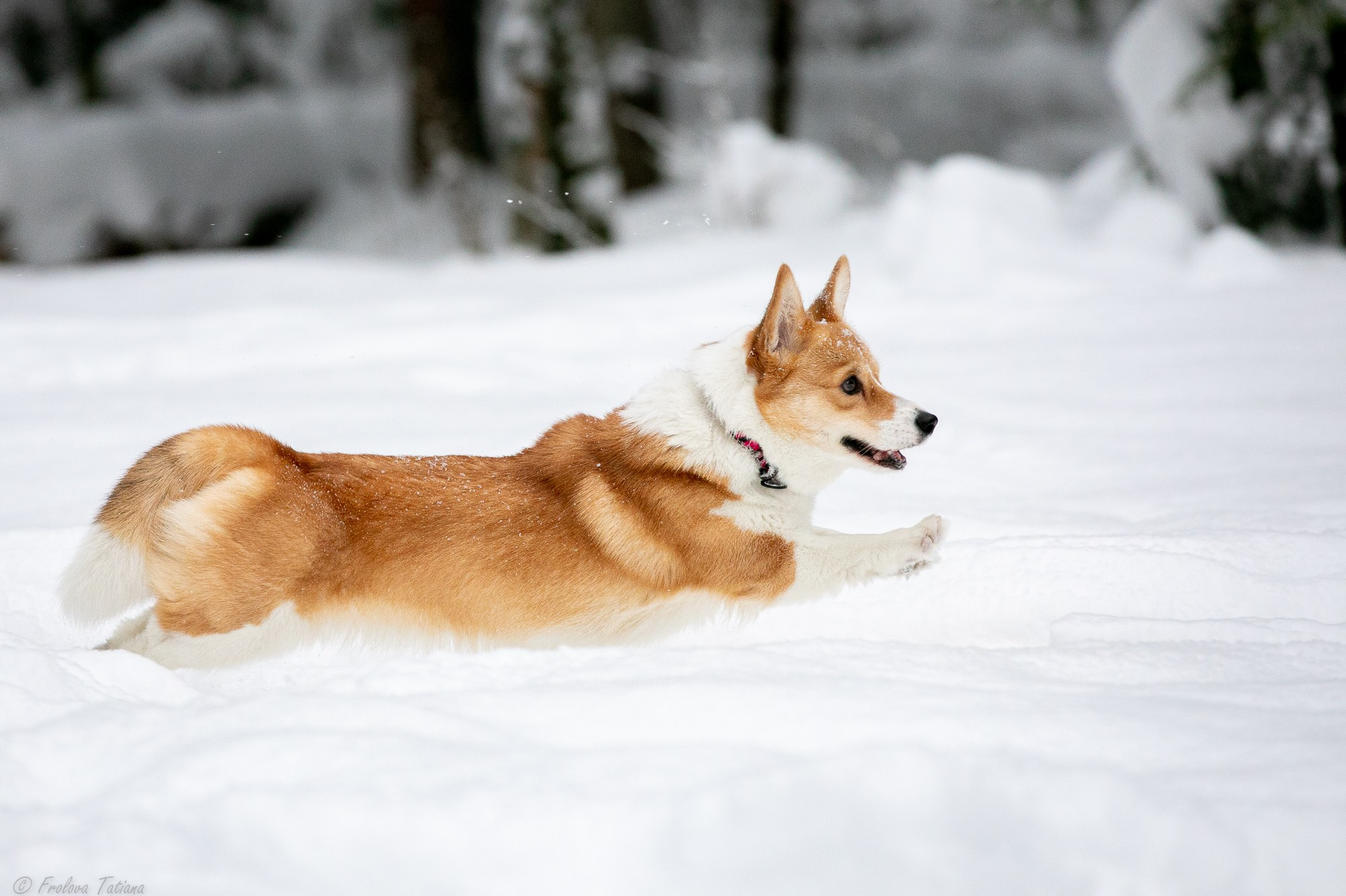Фотосет с животными на природе. Фотограф-анималист в Москве и Московской области Татьяна Фролова