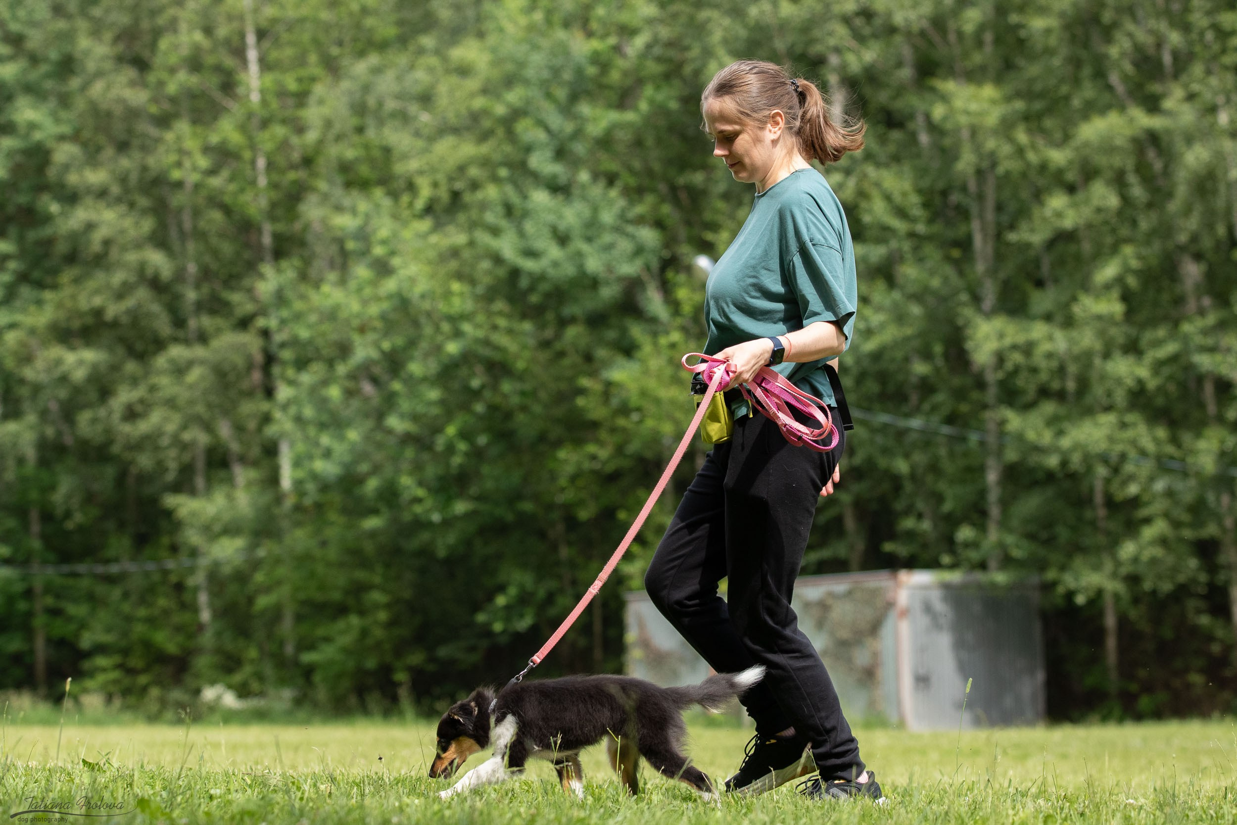 Репортаж с выводки молодняка колли/шелти в Ясенево. Фотограф-анималист в Москве и Московской области Татьяна Фролова