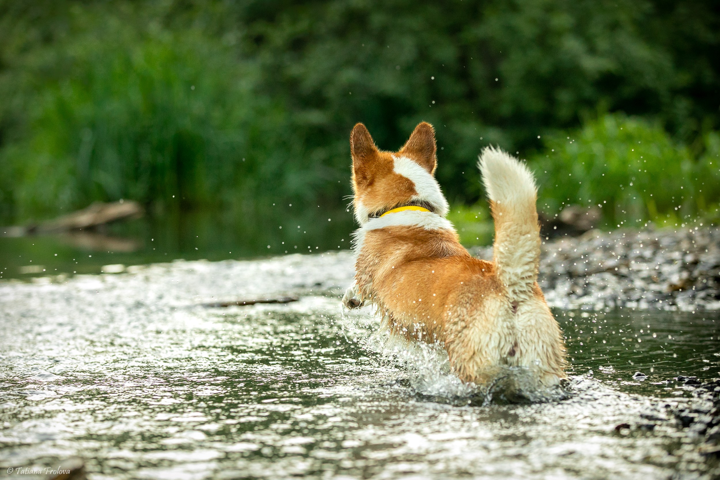 Фотографии собаки с хозяйкой в парке летним вечером. Фотограф-анималист в Москве и Московской области Татьяна Фролова