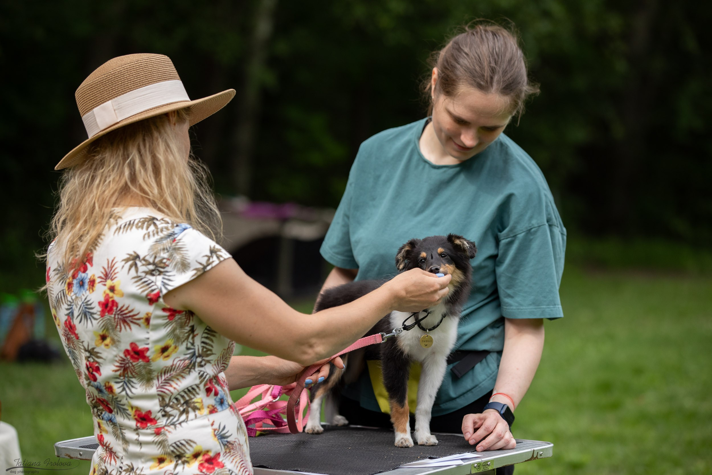 Репортаж с выводки молодняка колли/шелти в Ясенево. Фотограф-анималист в Москве и Московской области Татьяна Фролова