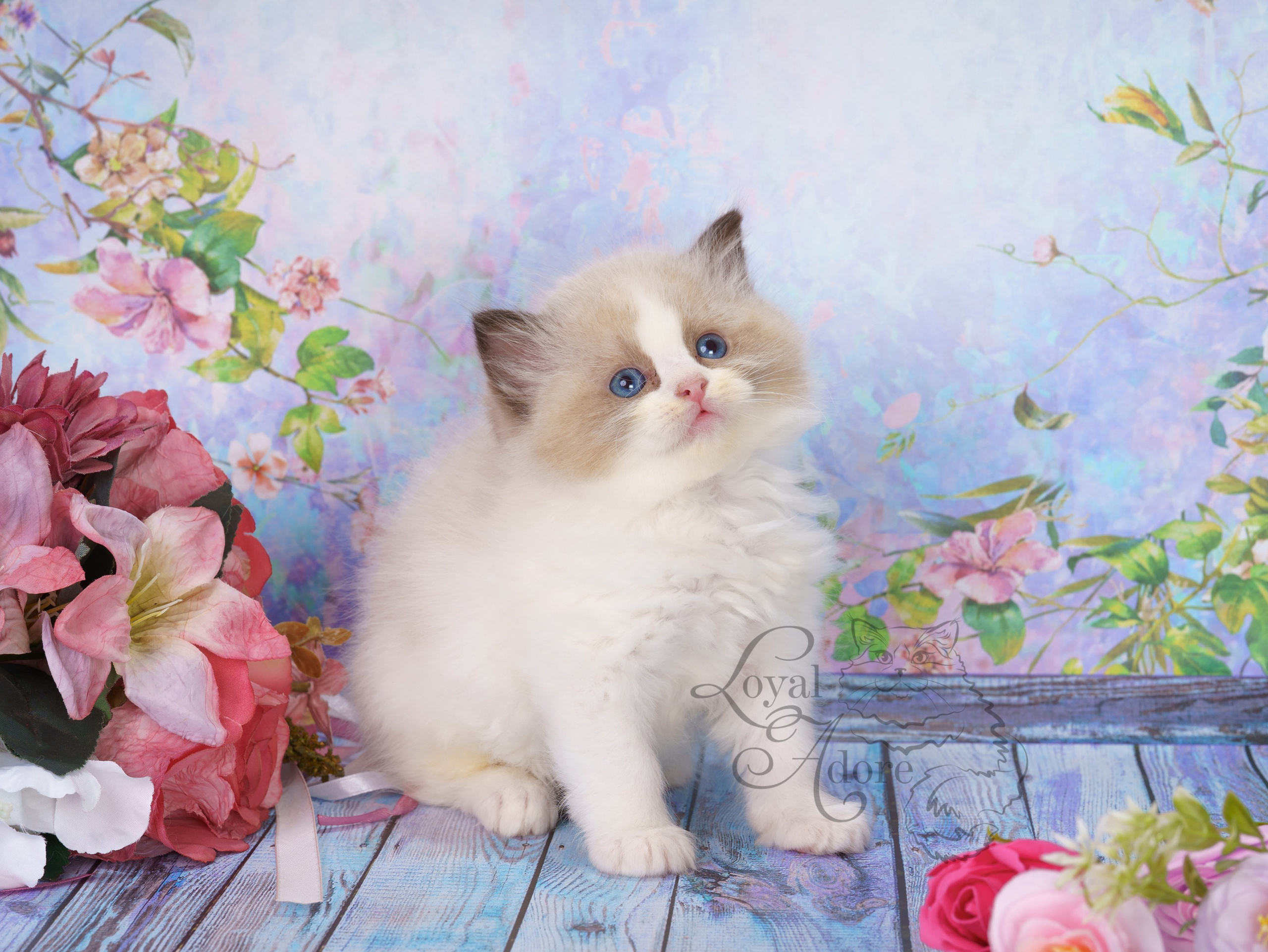 Котята рэгдолл от Loyal Adore. Питомник рэгдолл Loyal Adore