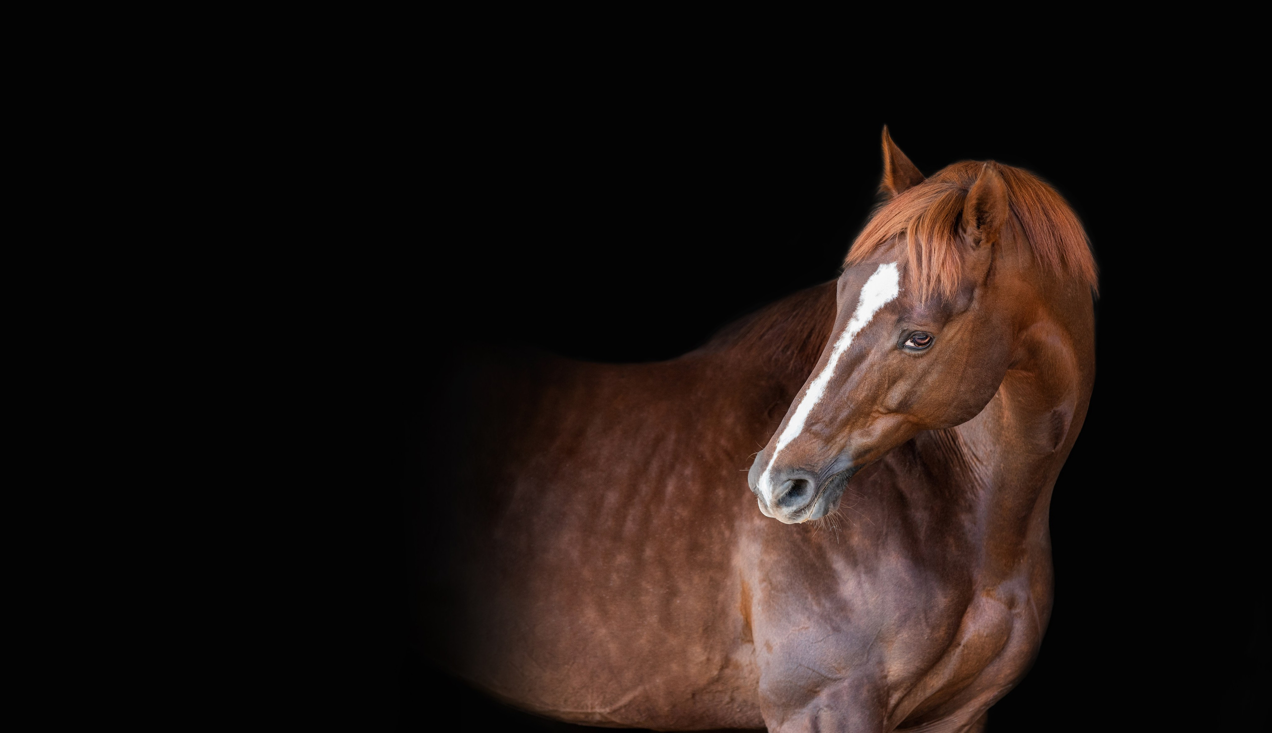 На природе. Фотограф-анималист Ксендзова Кристина