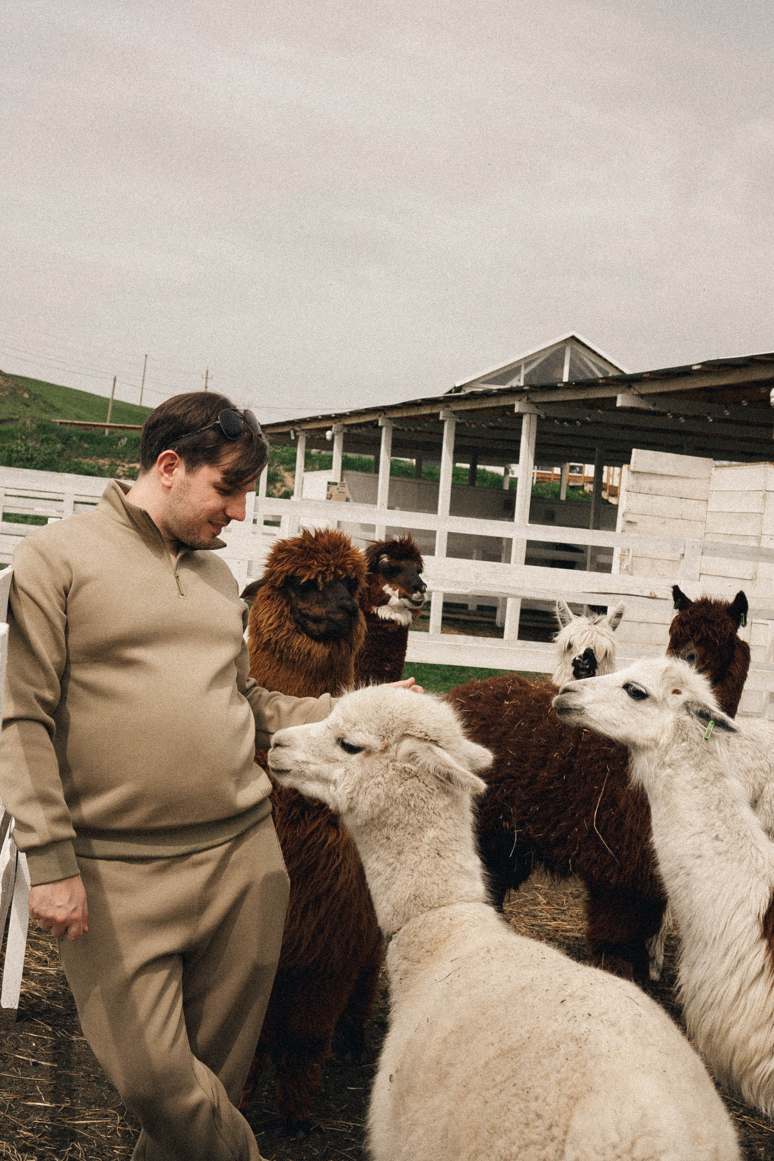 Ферма Альпак. Профессиональный фотограф, Санкт-Петербург — Виктория Богомолова