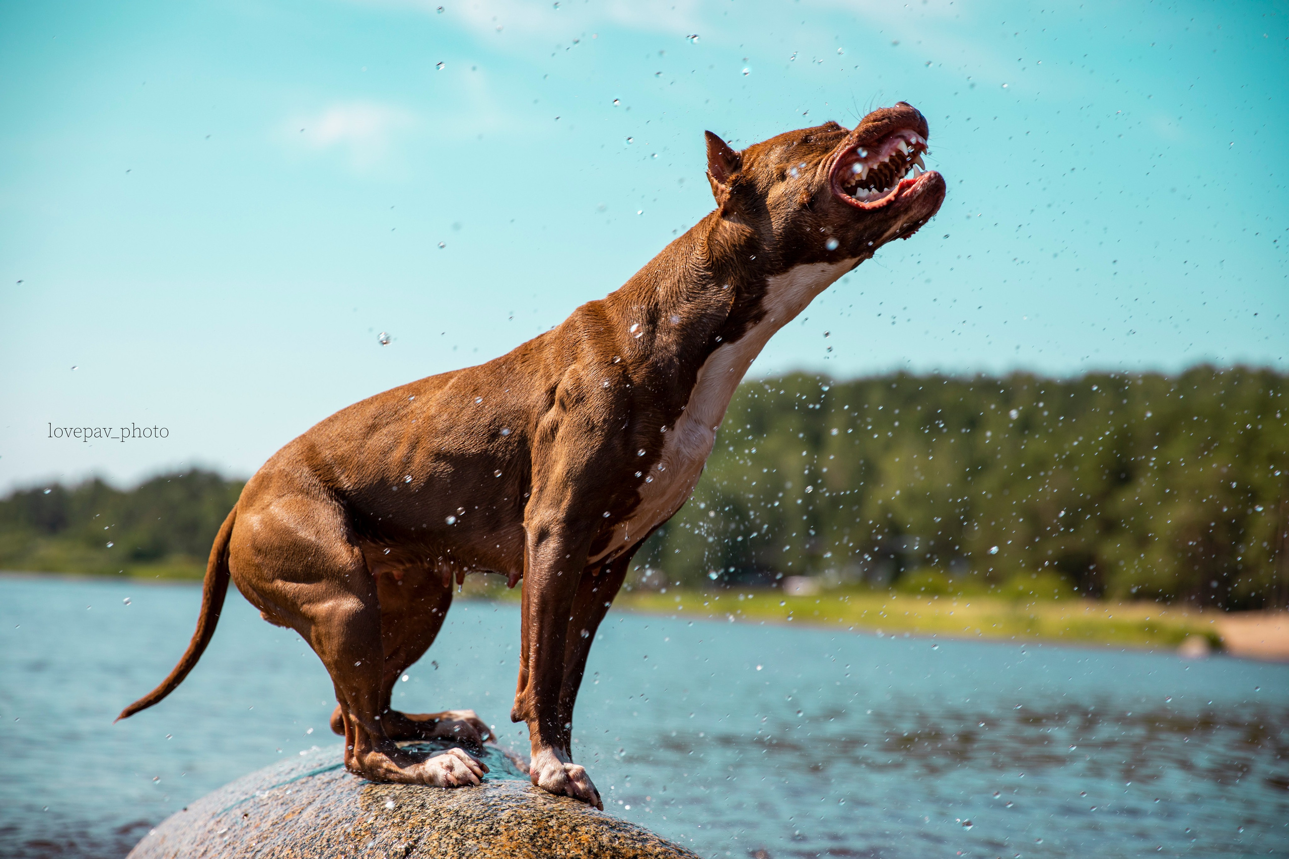 Прогулочные фотосъёмки Финский залив. Фотограф-анималист Павлова Любовь