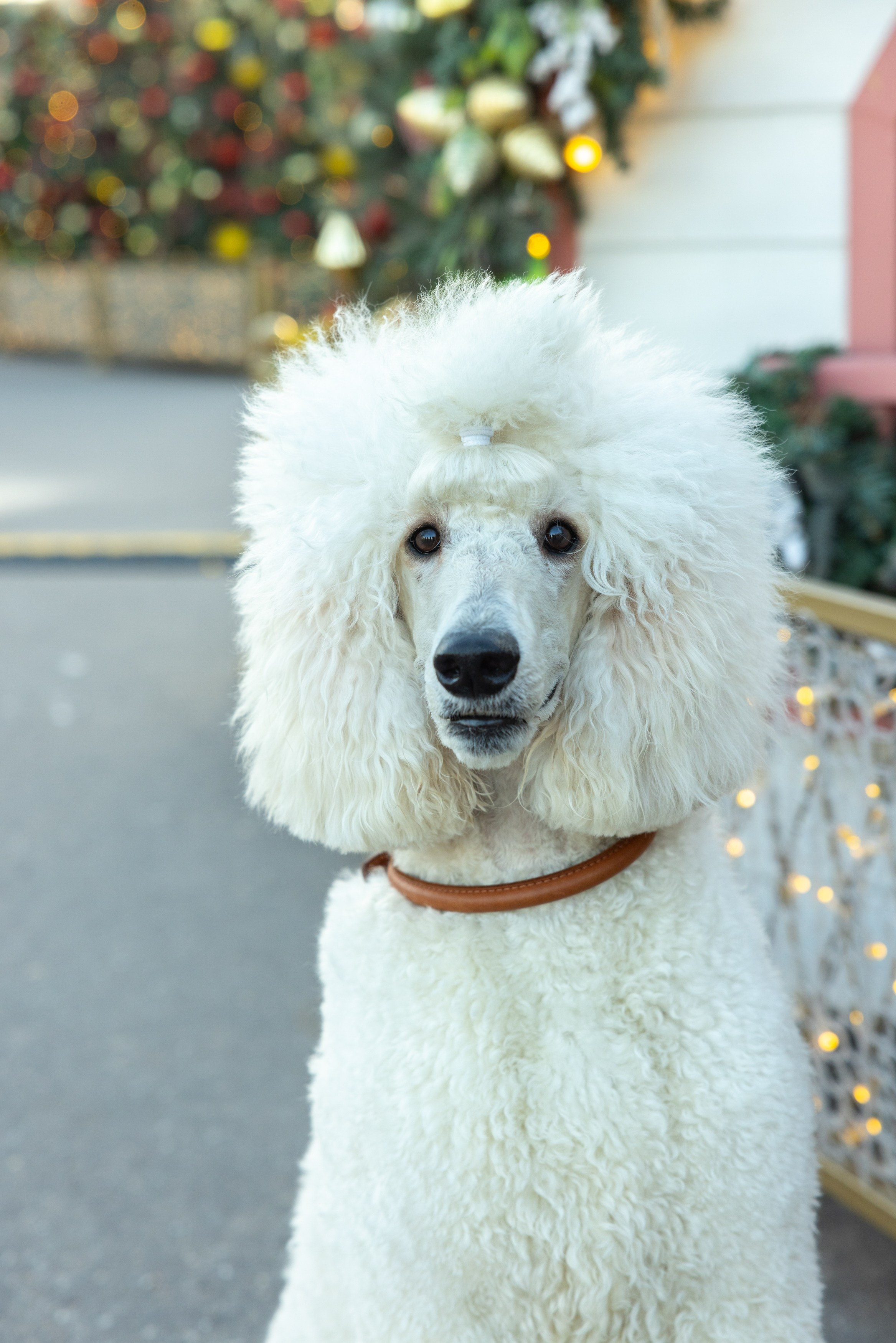 Клуб грумеров (прогулка и семинары). Виктория Зудина — фотограф в Москве