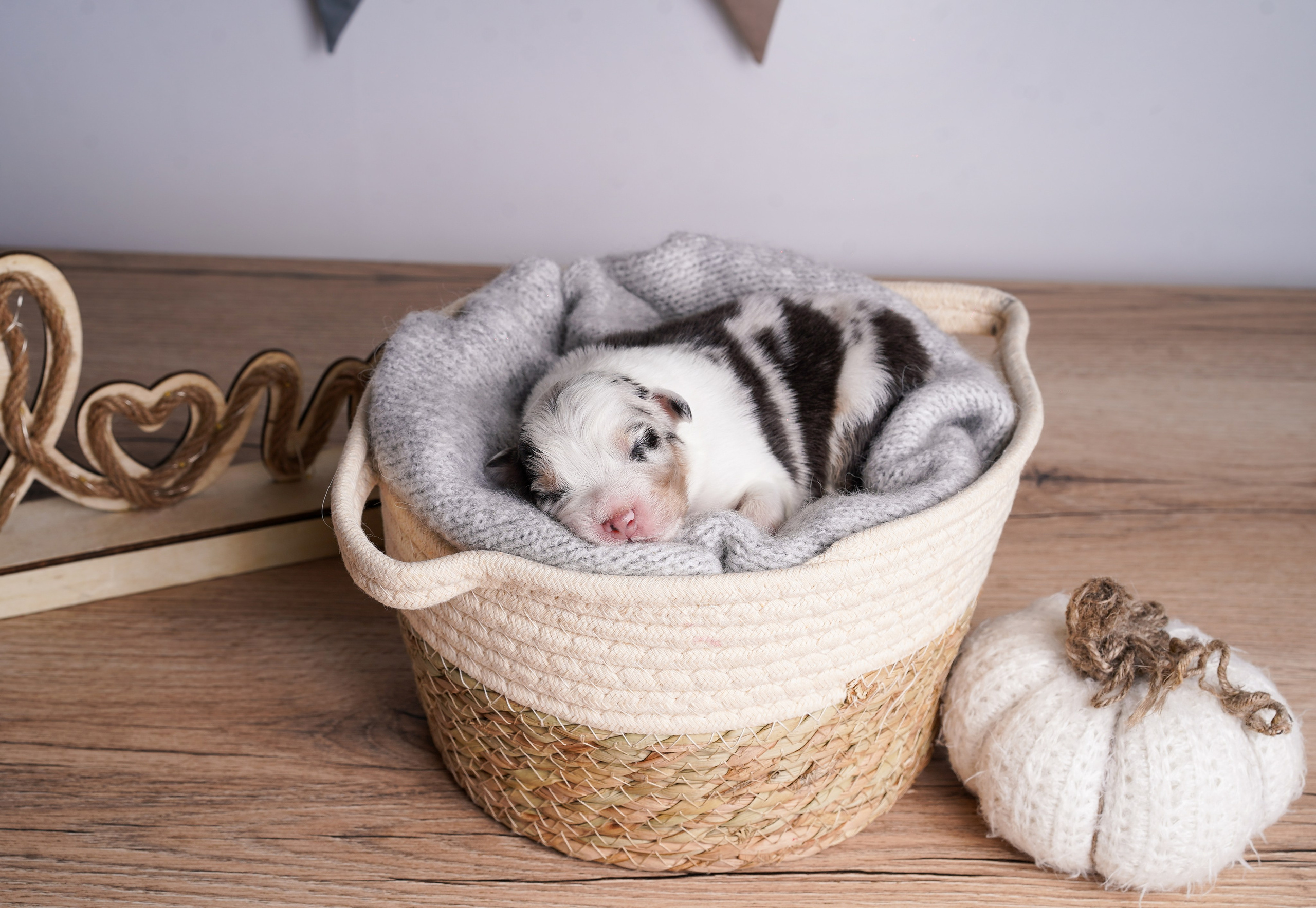 Щенки аусси. Фотограф-анималист в Санкт-Петербурге Яна Мартынова