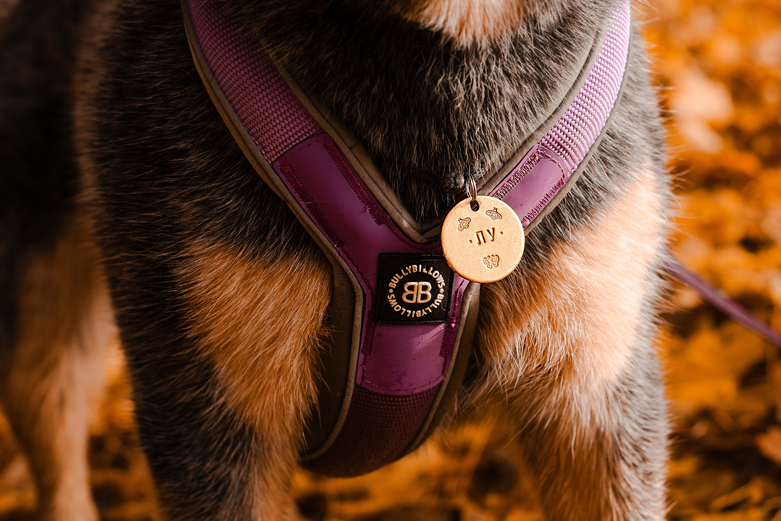 Юля, Антон и Лу. Фотограф-анималист Мария Баркевич | Москва