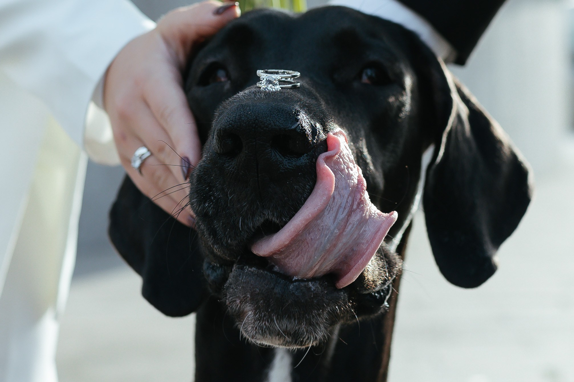 Таня и Егор. Городская прогулка. Свадебный фотограф Калуга Москва Диана Румянцева