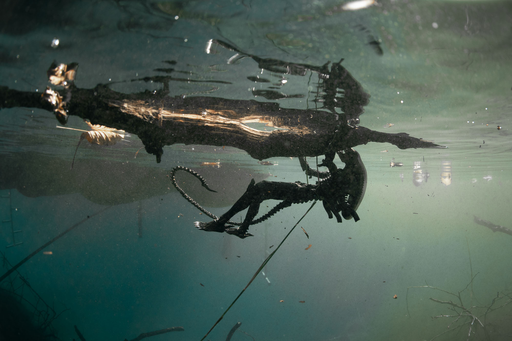 Дайвинг и фридайвинг. Профессиональная фотосъемка. Ростов-на-Дону