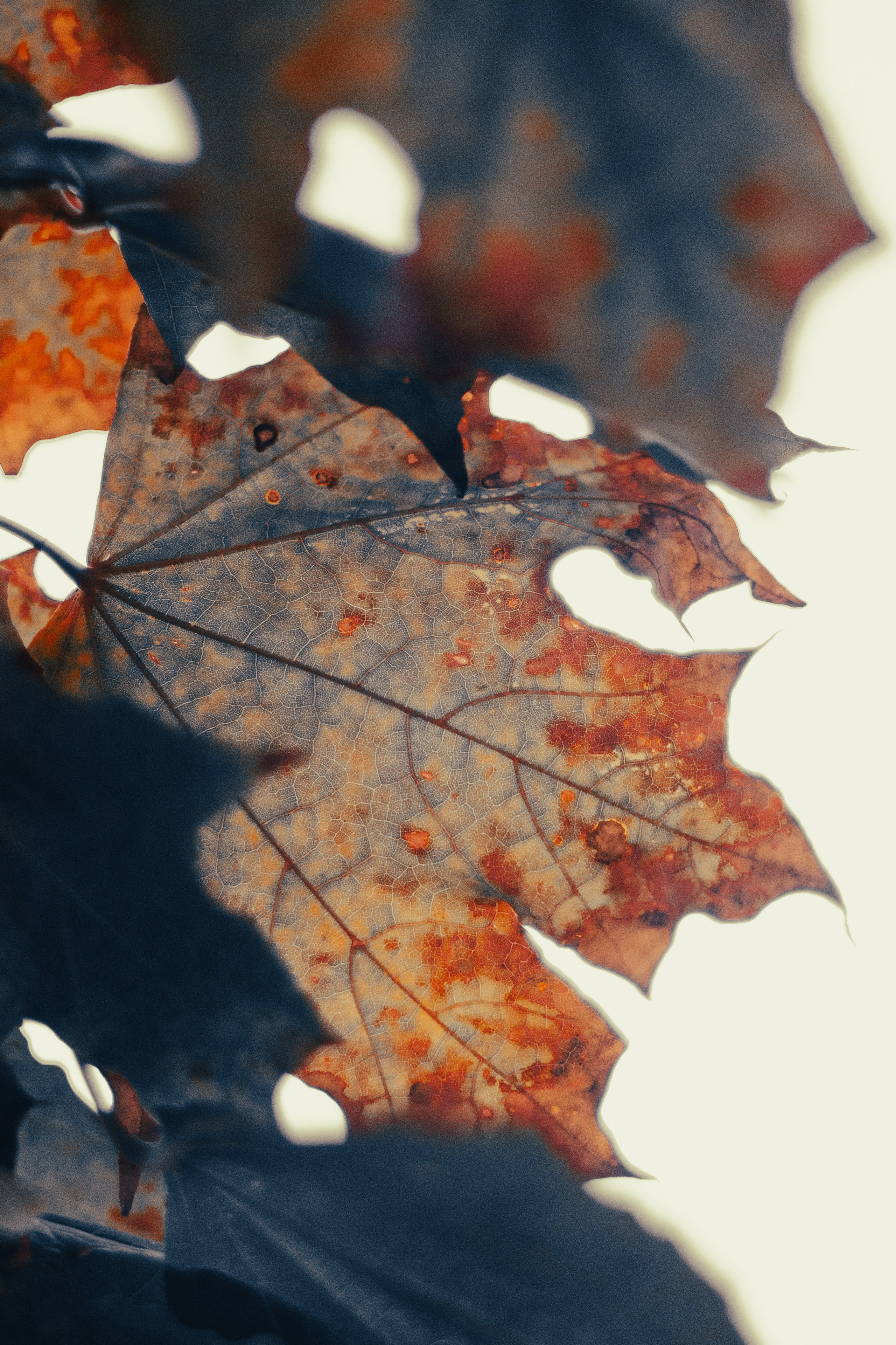 Природа. Фотограф Москва, портрет, стрит, репортаж. Художественная фотосессия