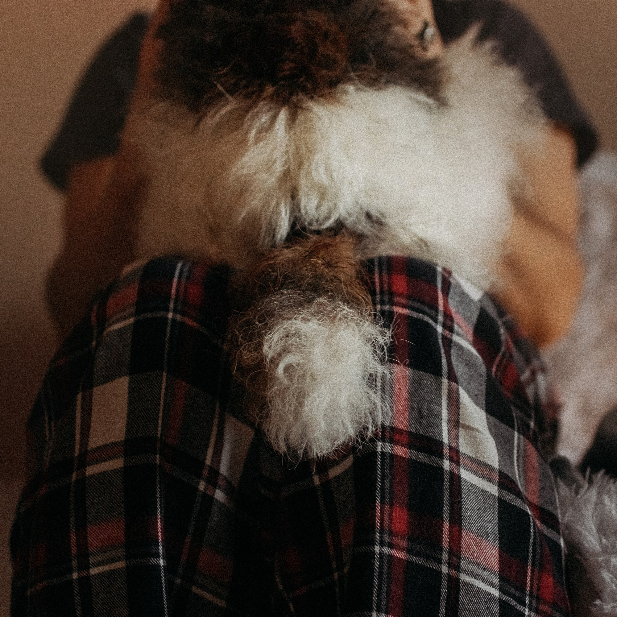 Ребята и фоксы. Фотограф Наталья Потапова