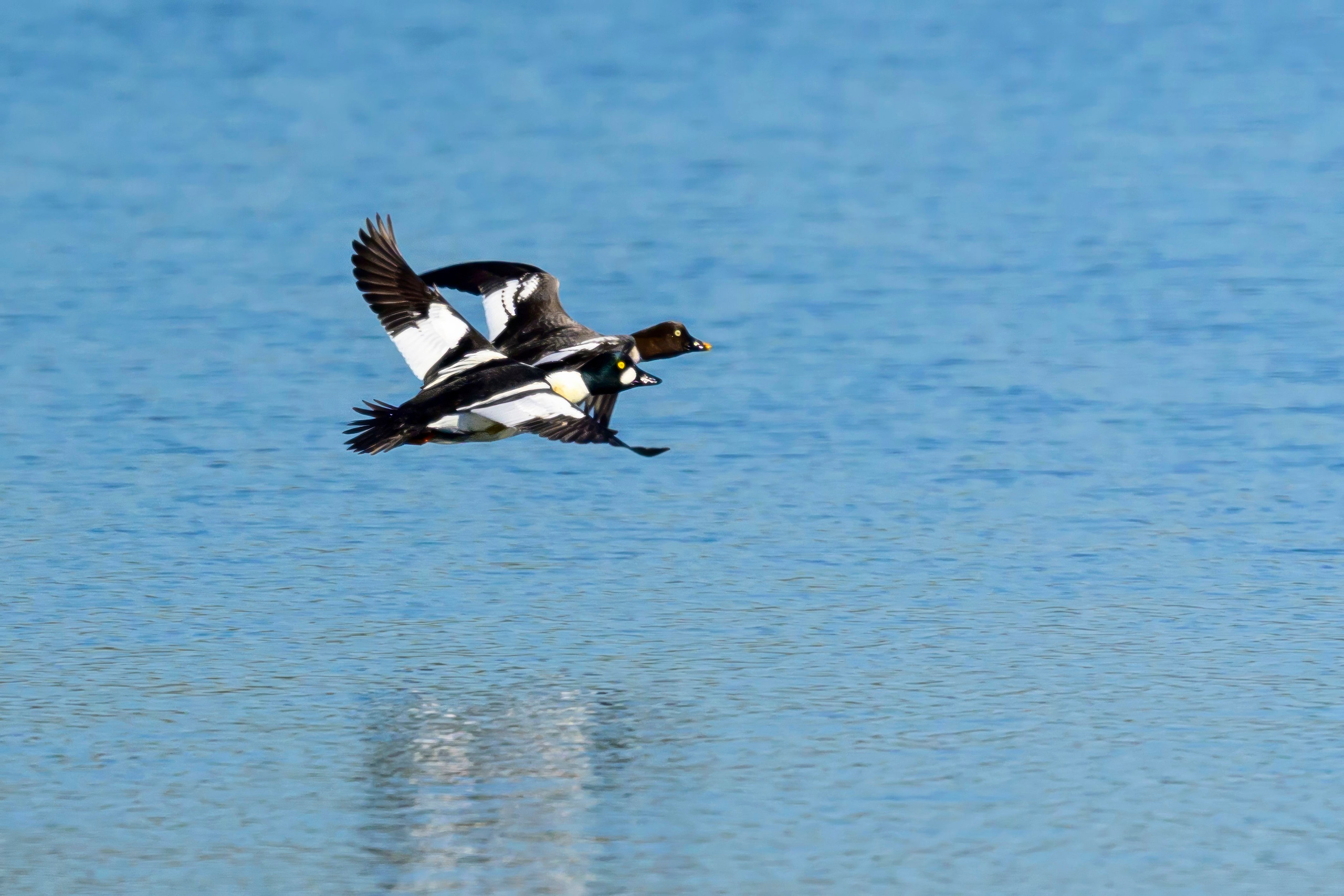 Норка и водоплавь. Фотограф Сергей Пупонин