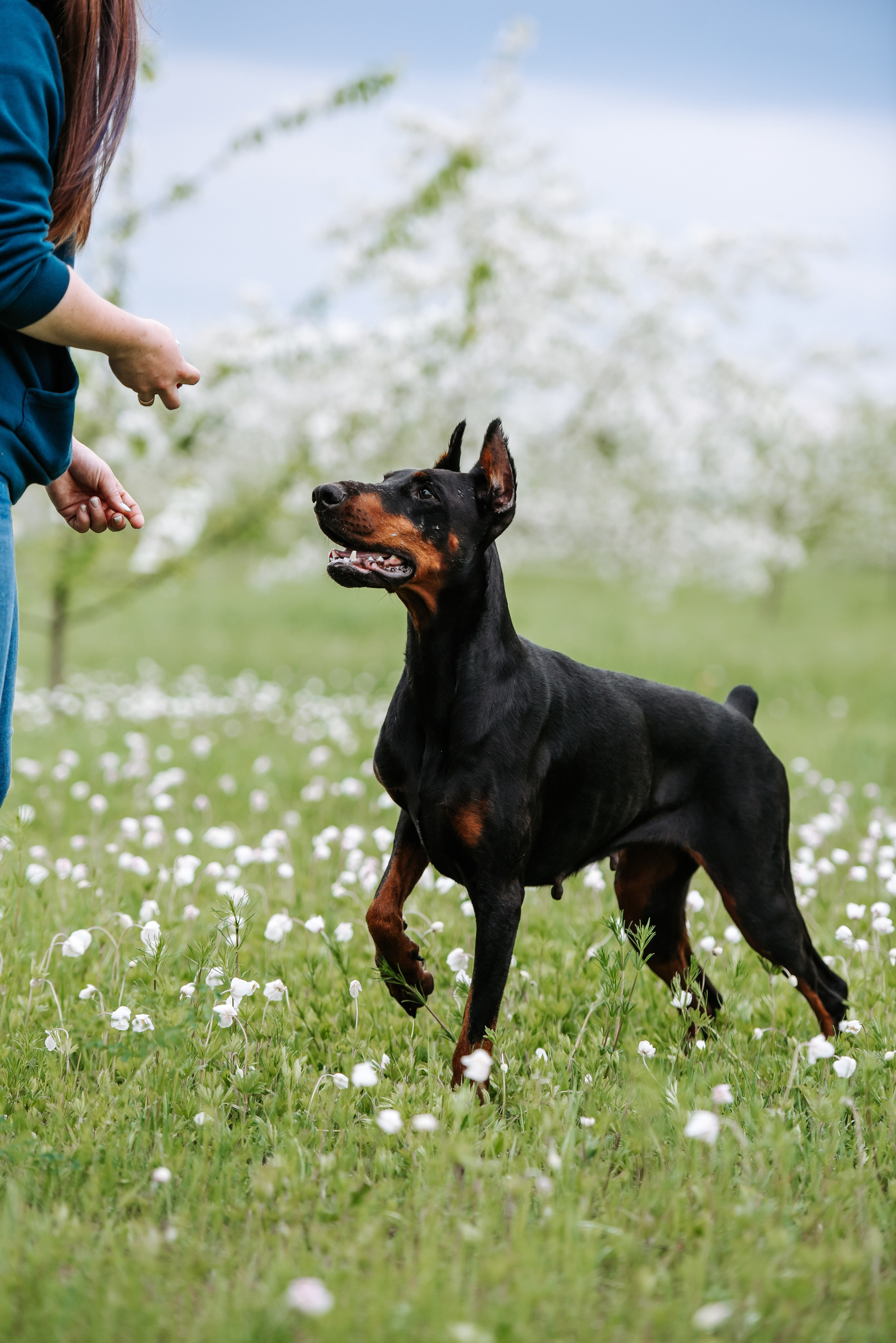 Цветение с доберманами. Фотограф Диана Оленина Красноярск / Братск
