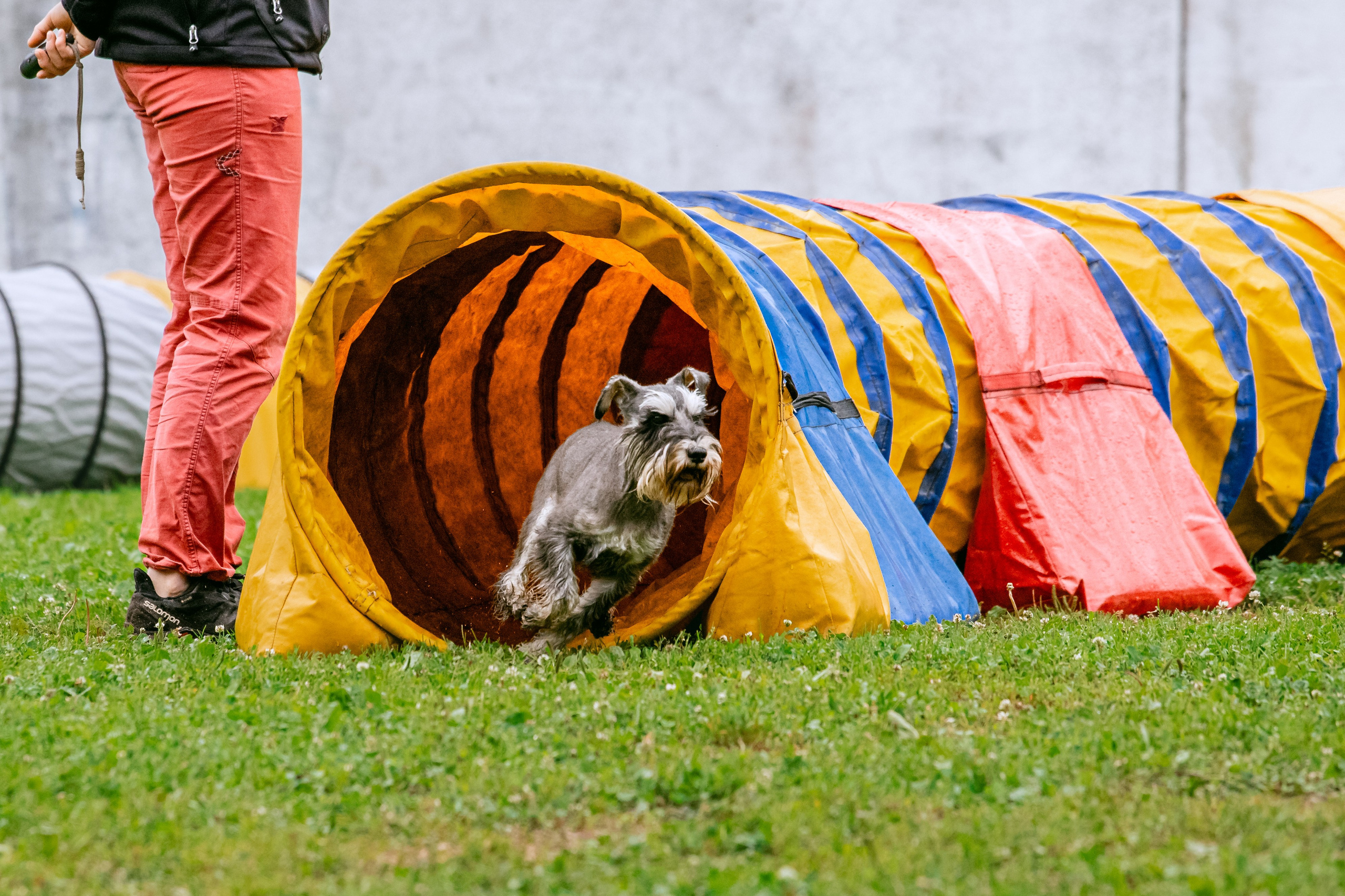 Соревнования по аджилити Долгопрудный 30.06.2025. Фотограф-анималист Татьяна Степанова