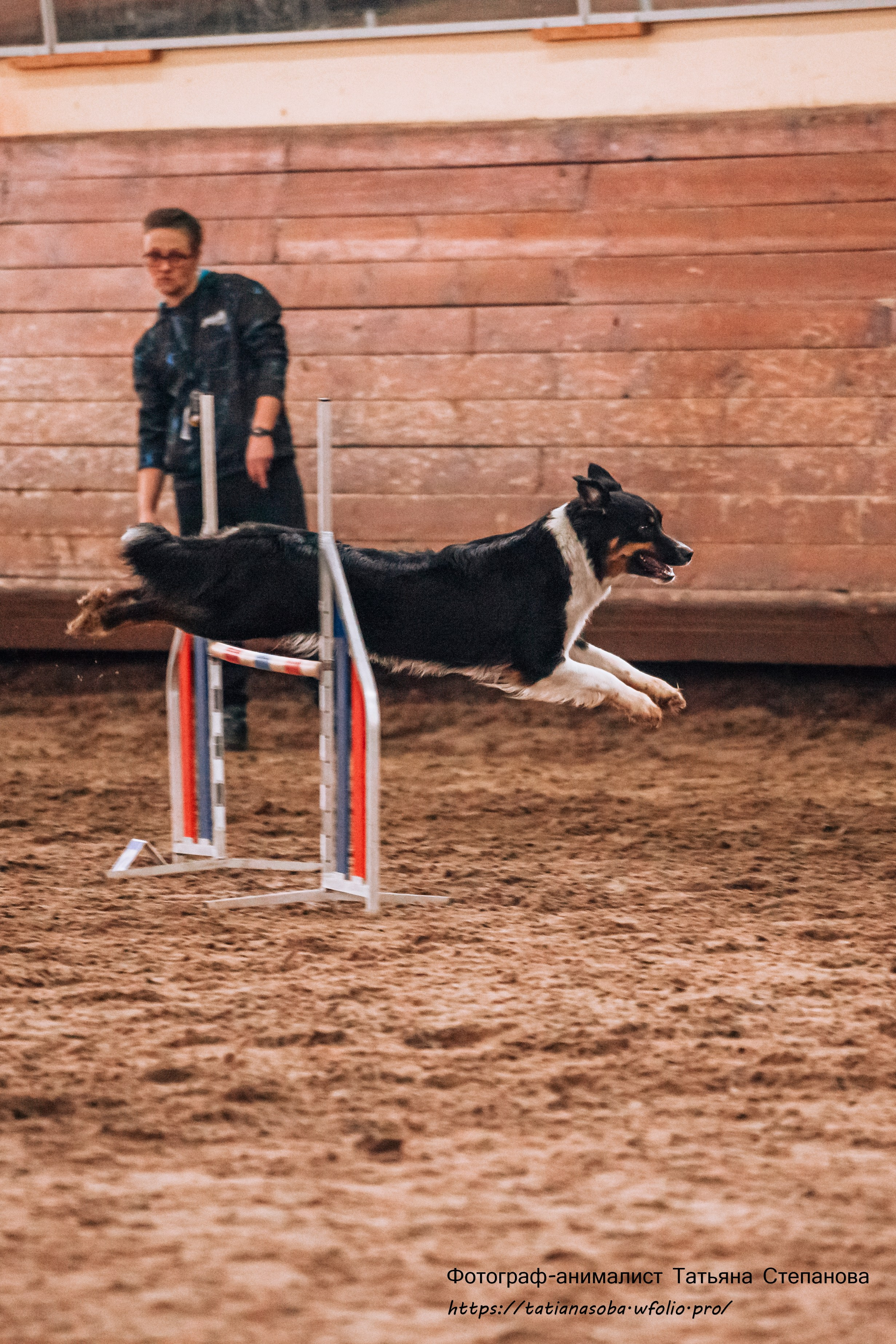 Соревнования по Аджилити 25.02.2024. Фотограф-анималист Татьяна Степанова