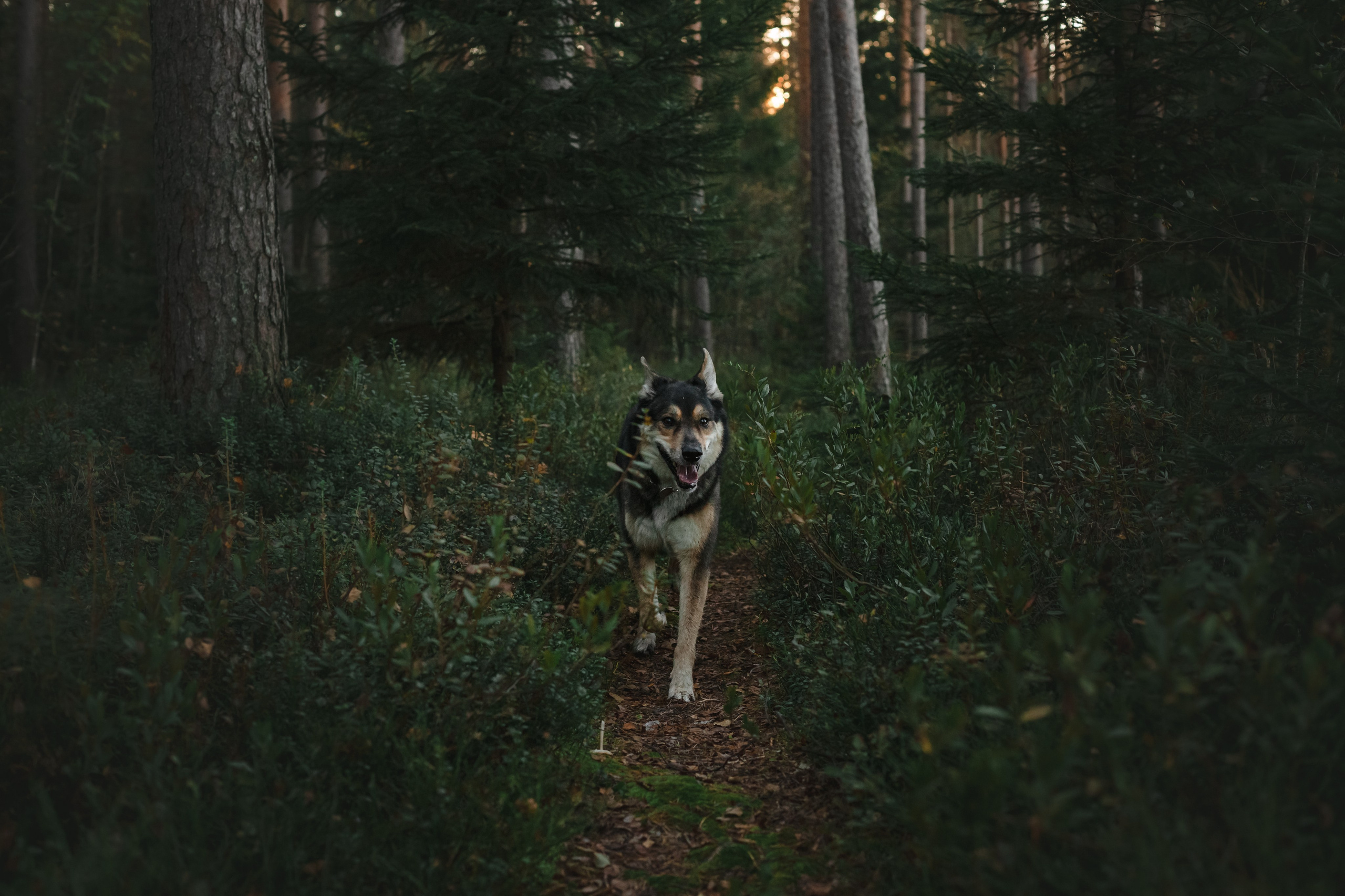 Фотопрогулка в Ленобласти. Фотограф-анималист Татьяна Степанова
