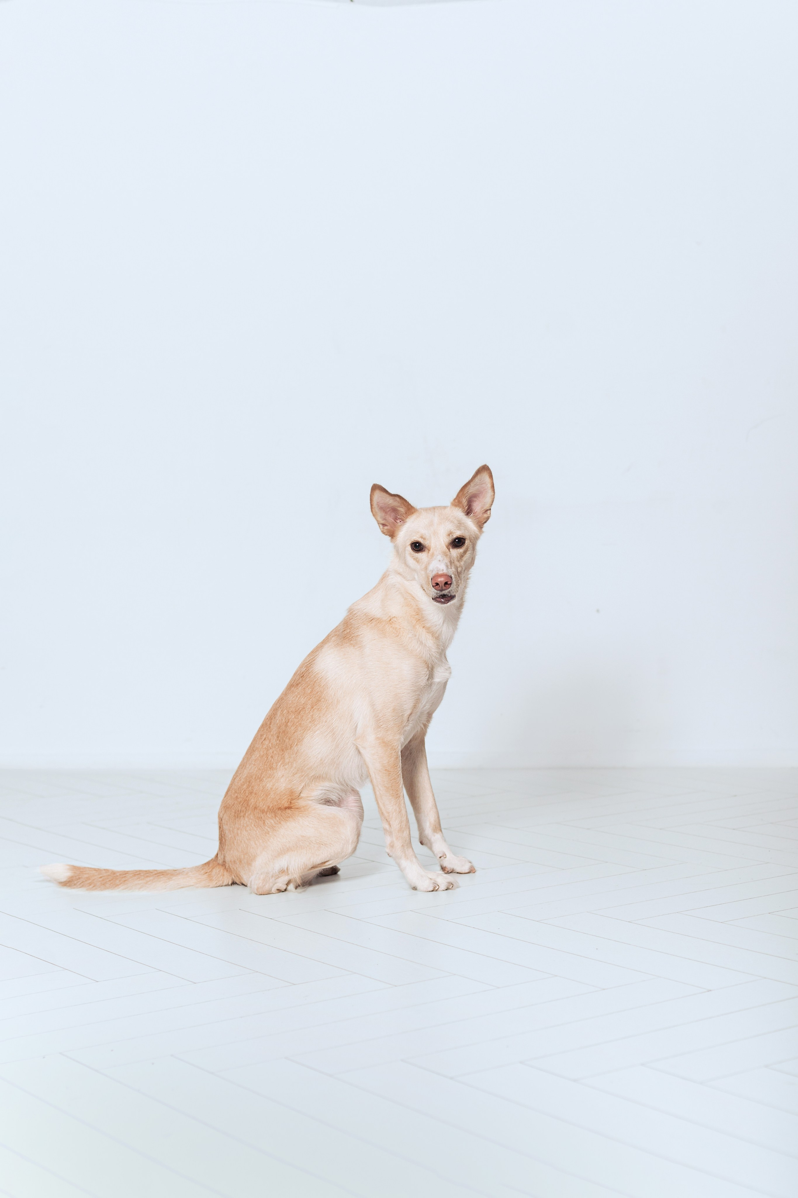 Студийная съемка 2 собак 2024. Фотограф-анималист Татьяна Степанова