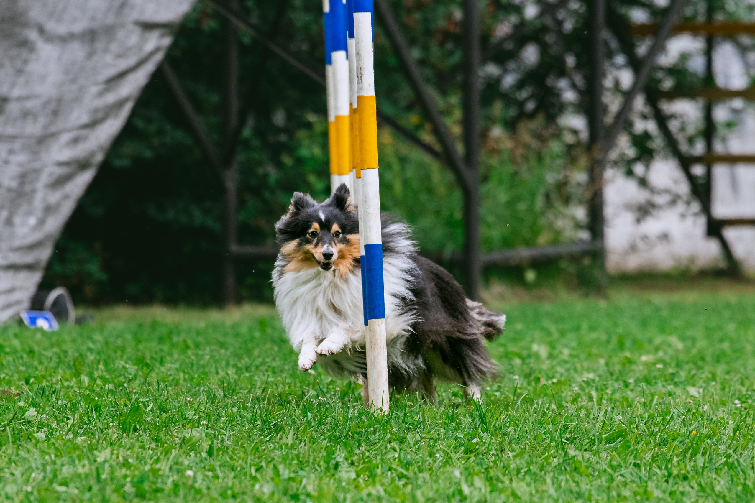 Соревнования по аджилити Долгопрудный 30.06.2025. Фотограф-анималист Татьяна Степанова