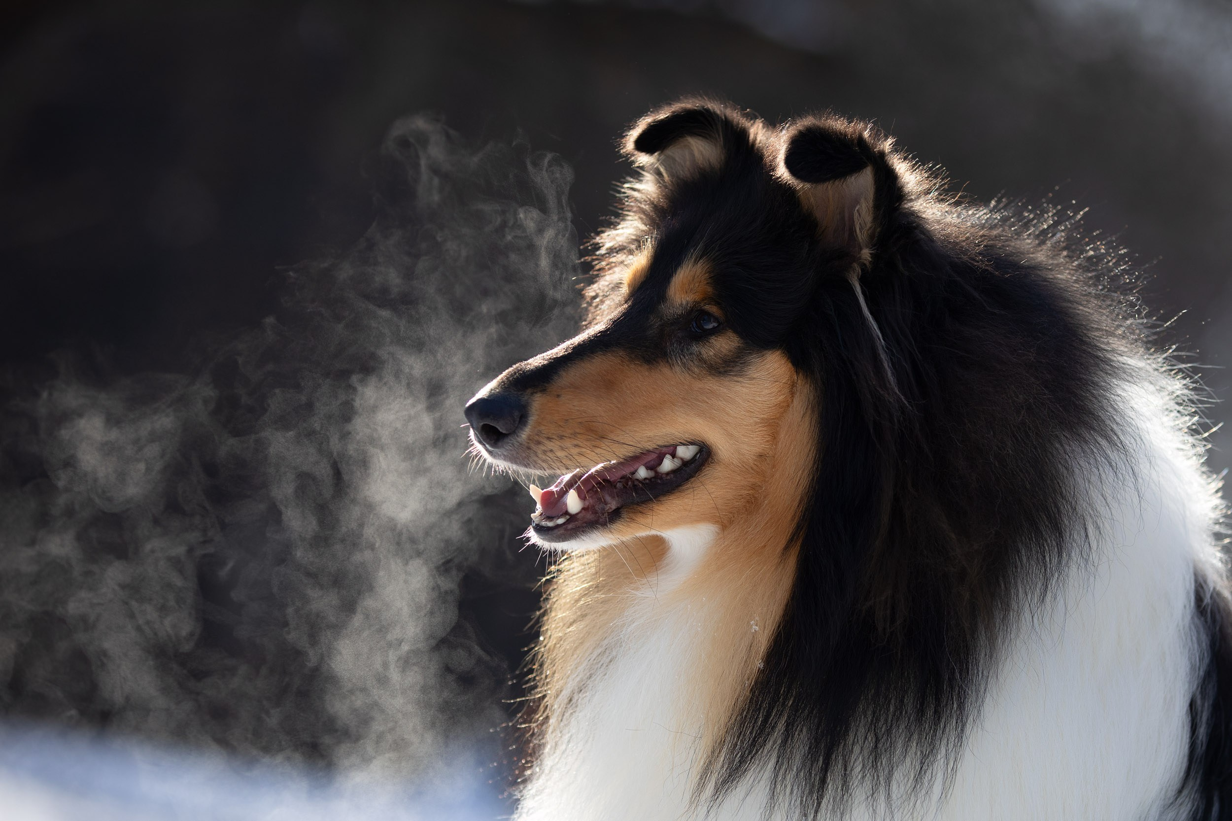 Фотопрогулка с собаками в Царицыно. Фотограф-анималист в Москве и Московской области Татьяна Фролова