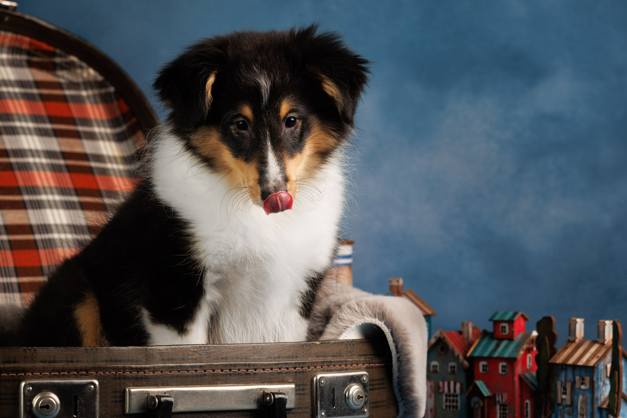 Шелтята Пушкино. Фотограф-анималист в Москве и Московской области Татьяна Фролова