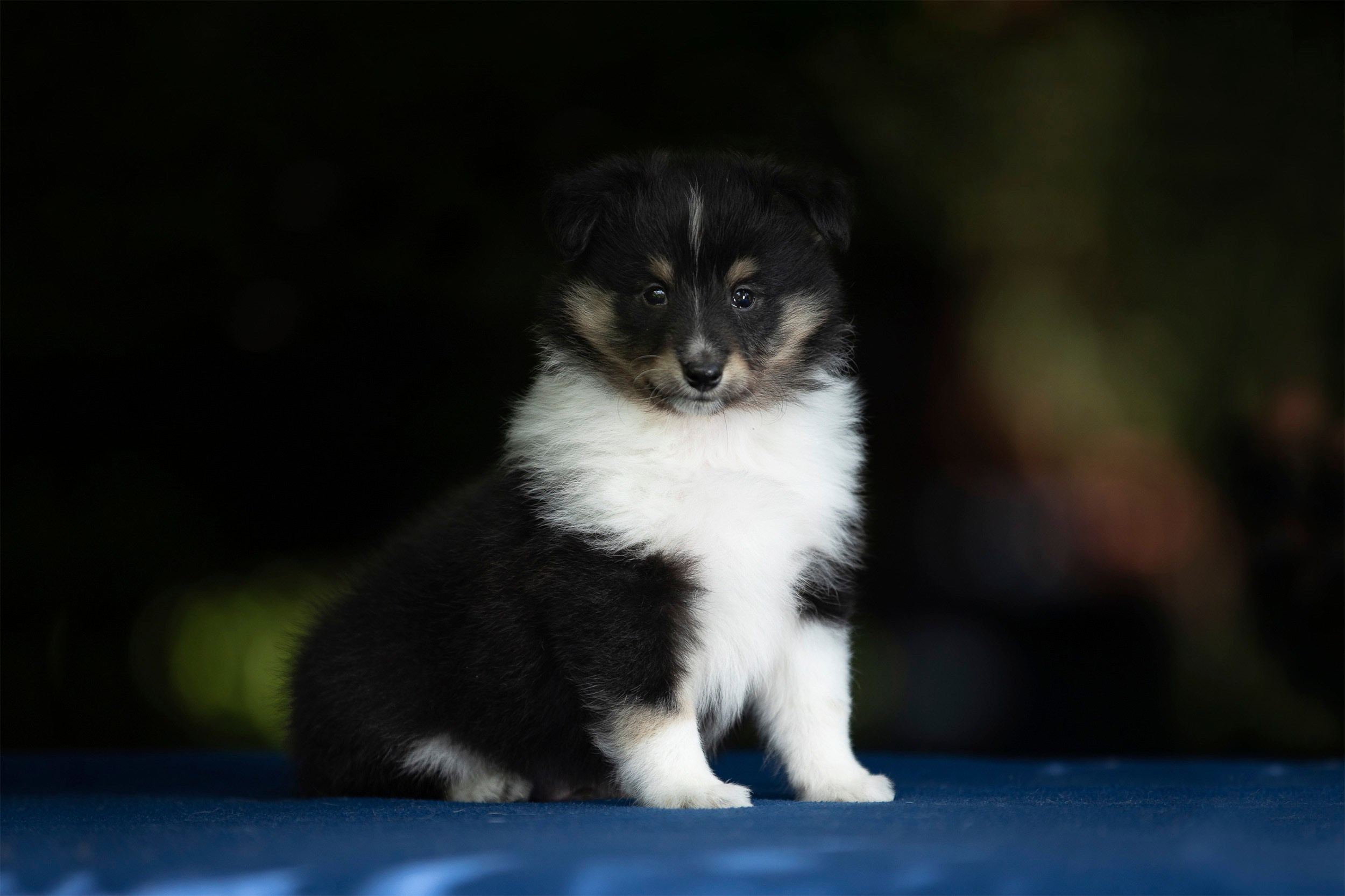 Фото помета щенков для продажи. Фотограф-анималист в Москве и Московской области Татьяна Фролова