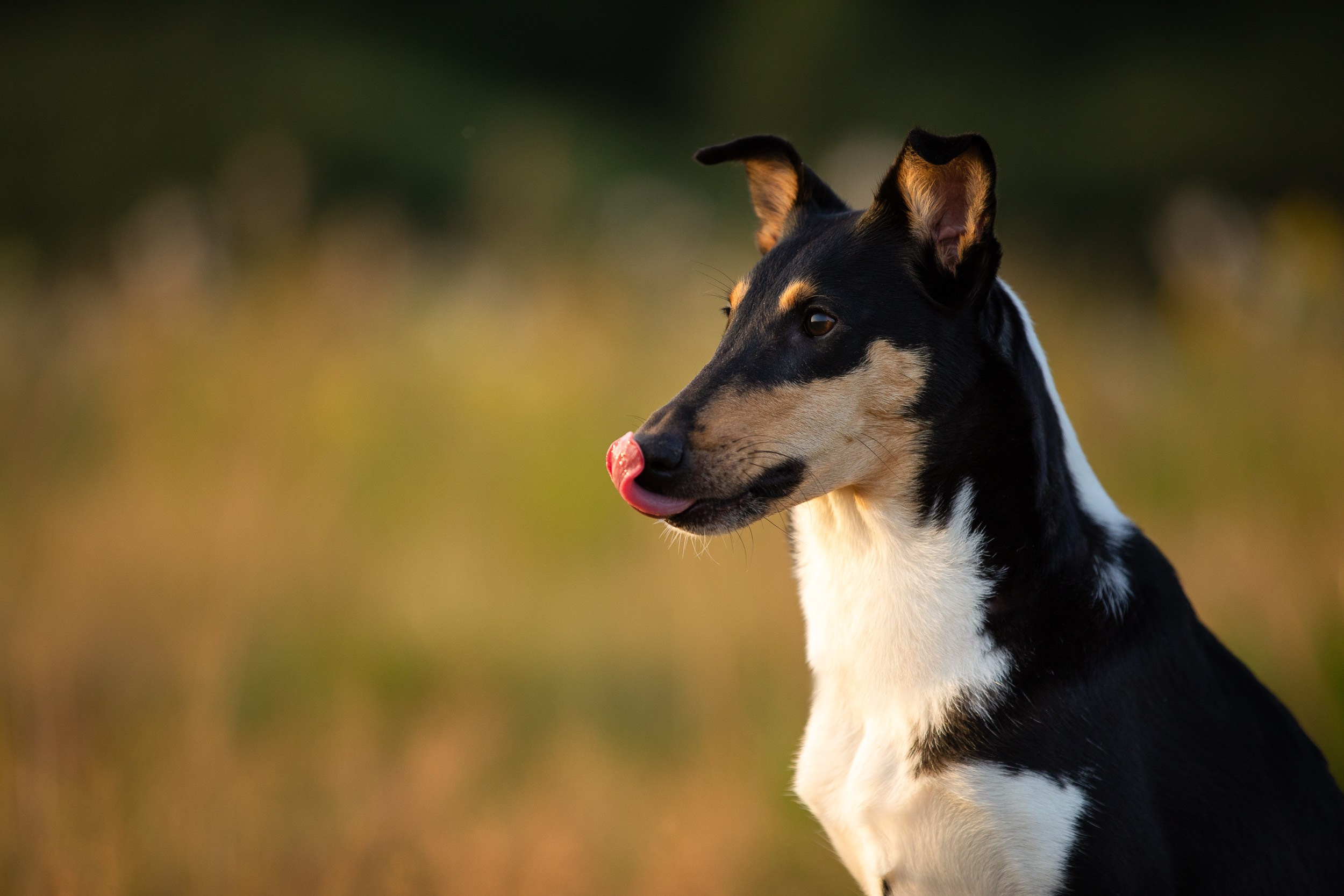 Наташа и короткошерстные колли. Фотограф-анималист в Москве и Московской области Татьяна Фролова