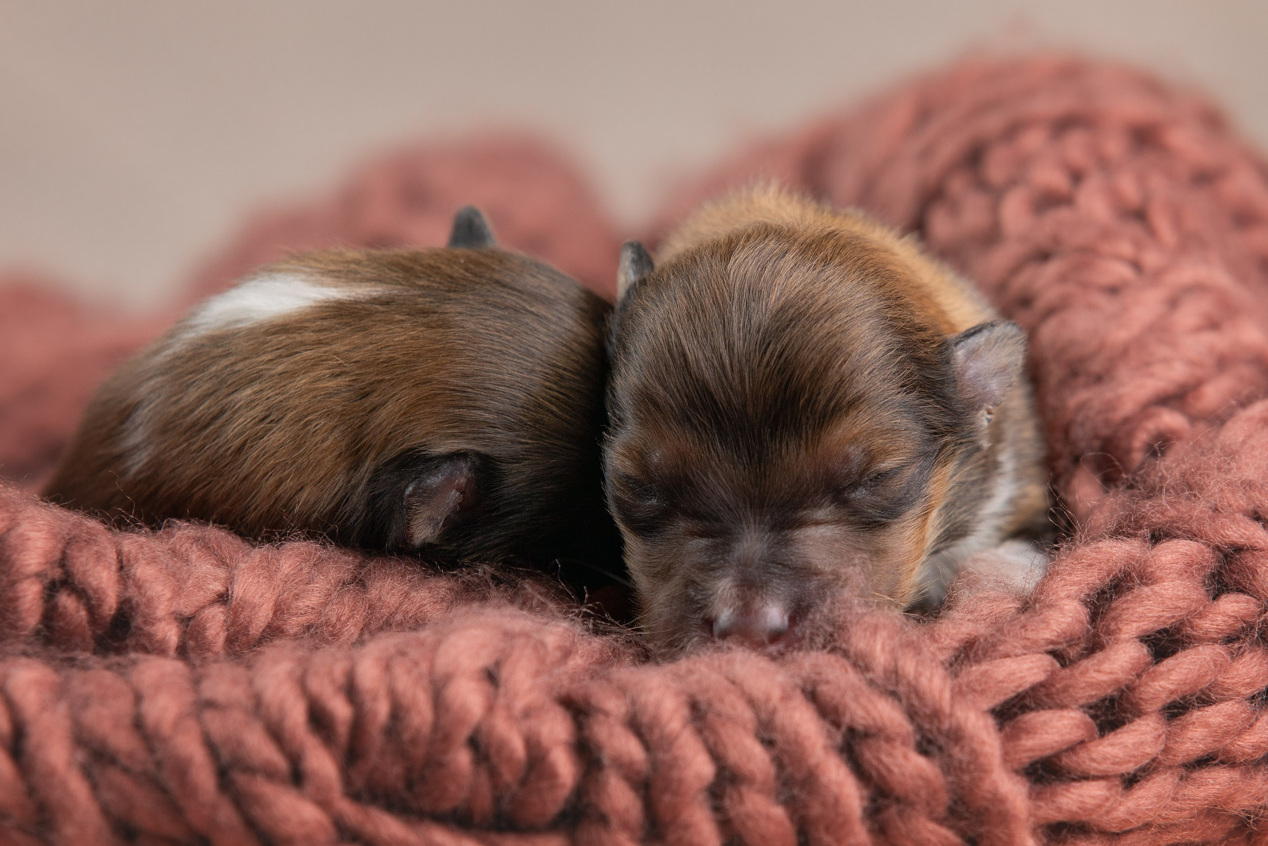 Ньюборн съемка для новорожденных щенков в доме заводчика. Фотограф-анималист в Москве и Московской области Татьяна Фролова