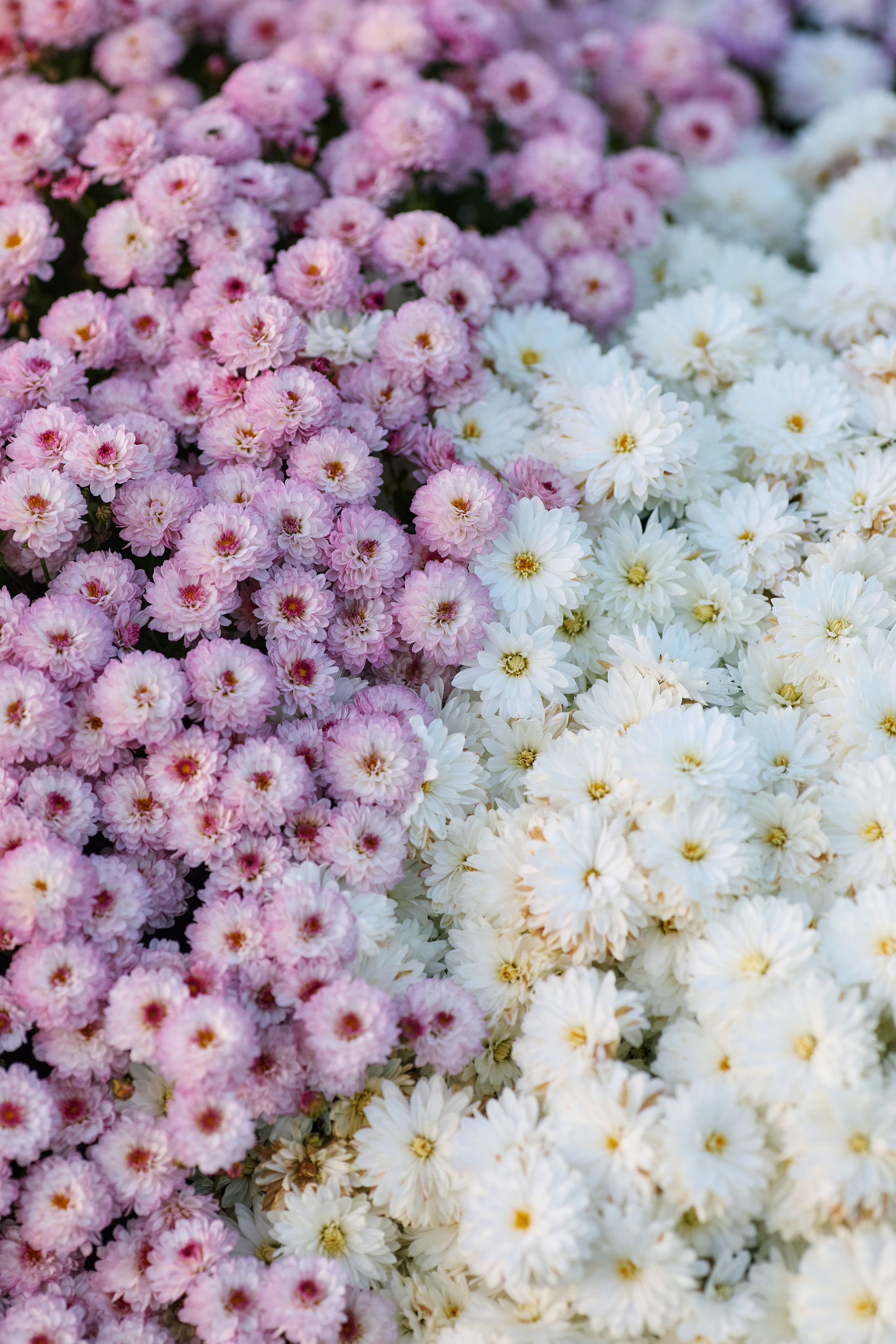 Вертикальный цветочный фон из двух видов хризантем в оттенках белого и розовато-фиолетового