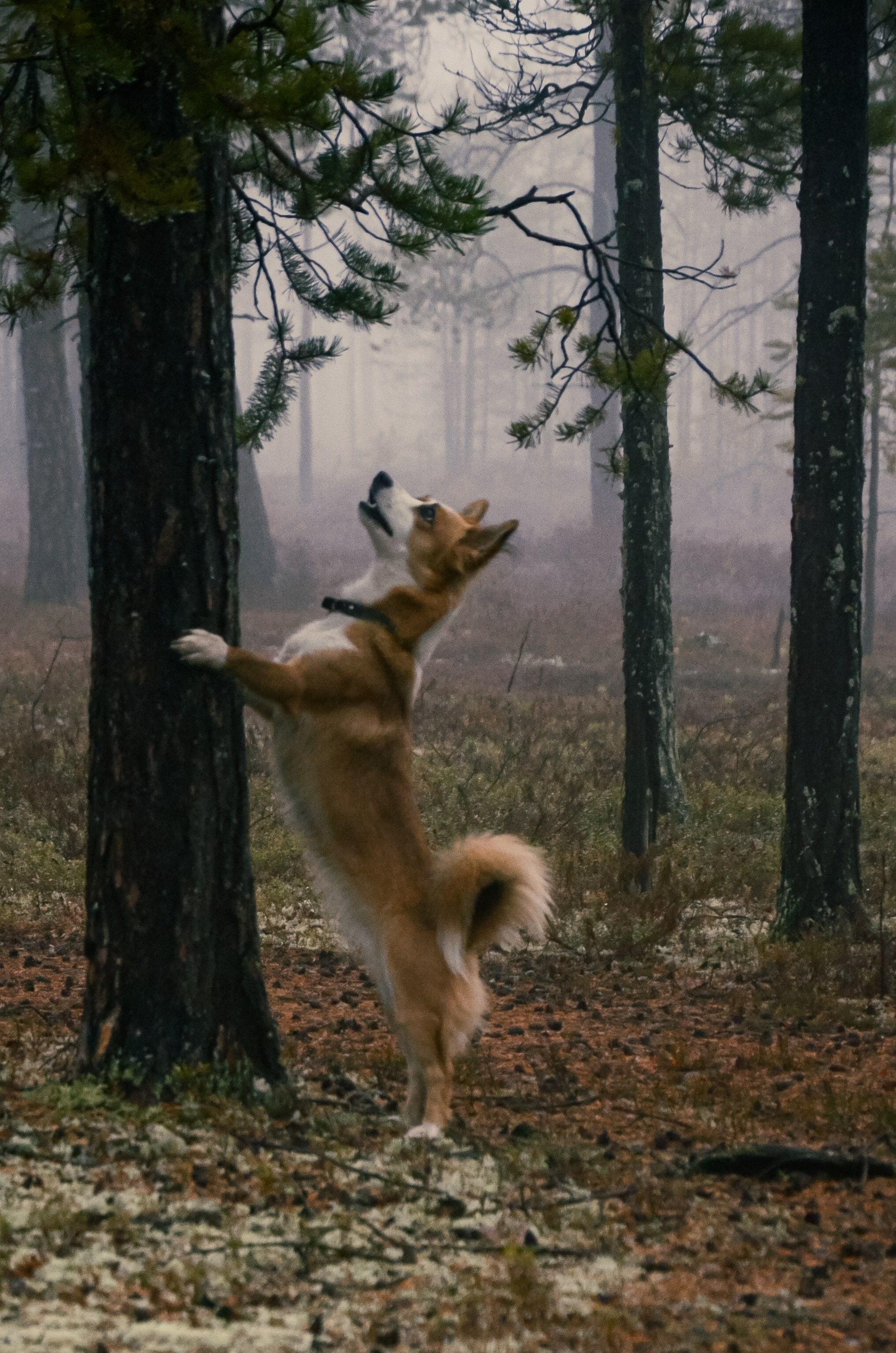 Dog. Фотография — это миг, который фиксирует вечность