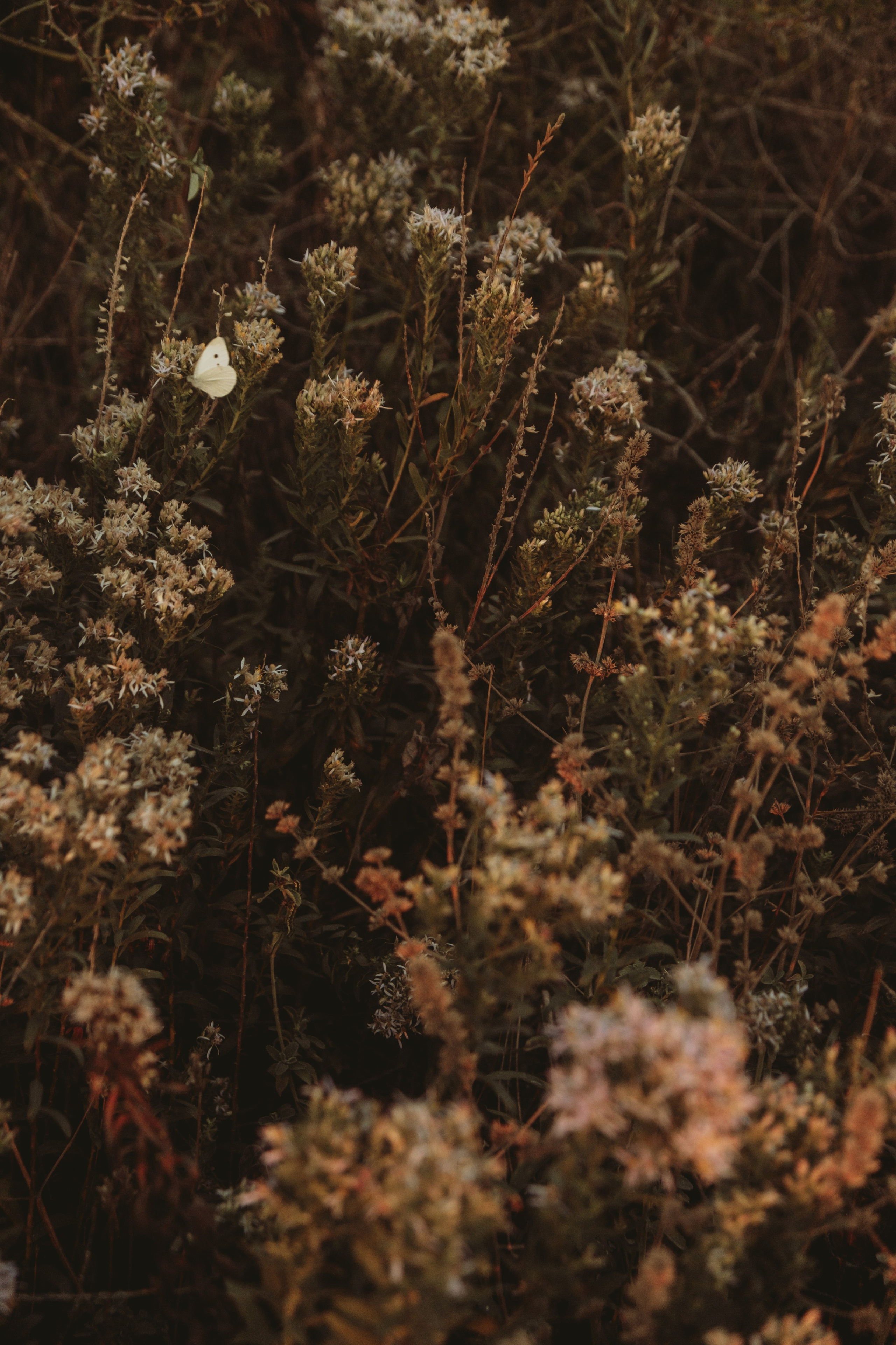 Летай как бабочка. Фотограф и Видеограф Анапа, Новороссийск, Краснодар. Алина и Женя