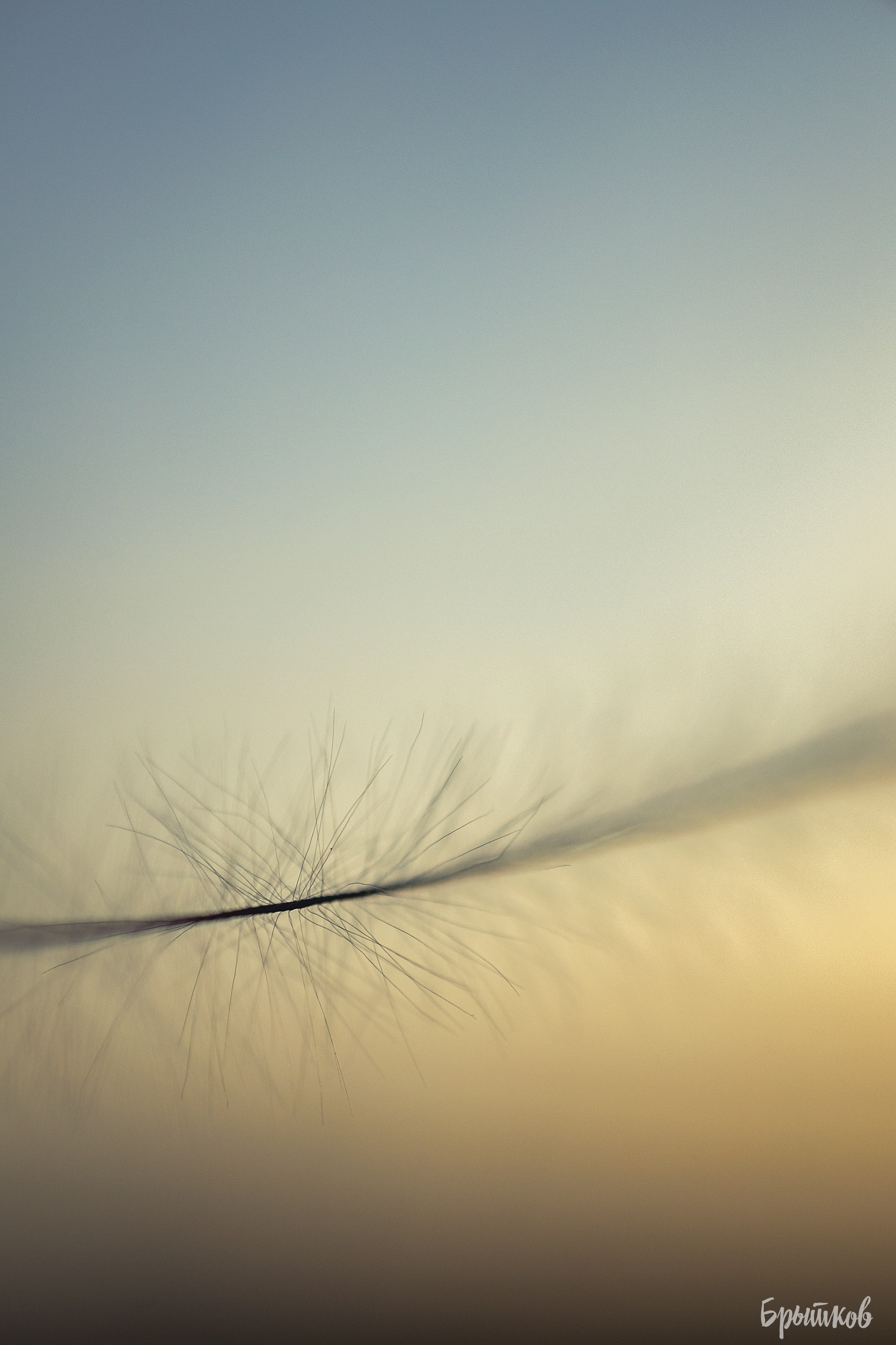 Поля. Ковыль. Николай Брытков — фотограф в Туле