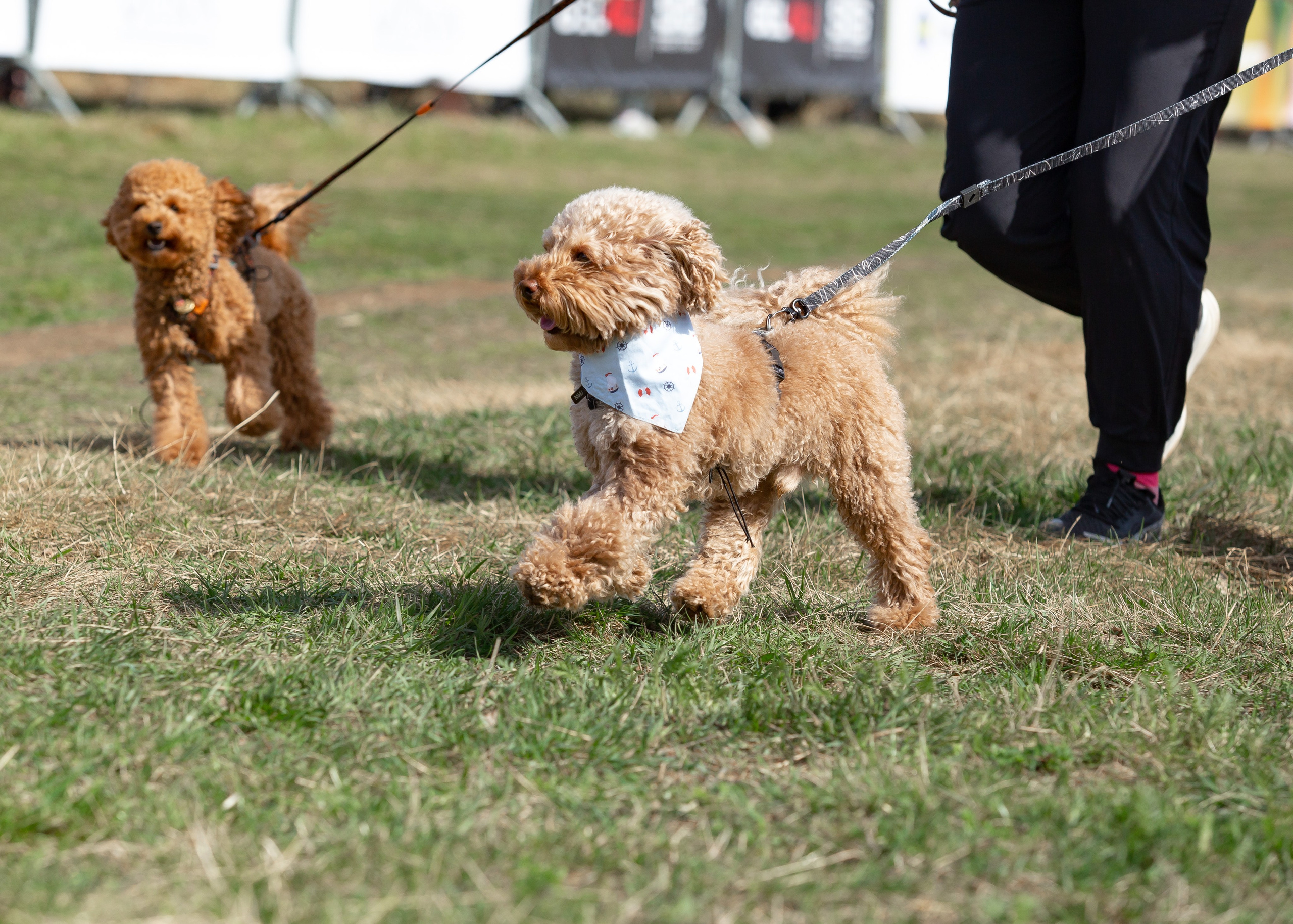 Кросс «Быстрый пёс» 2025. Репортажный фотограф в Москве