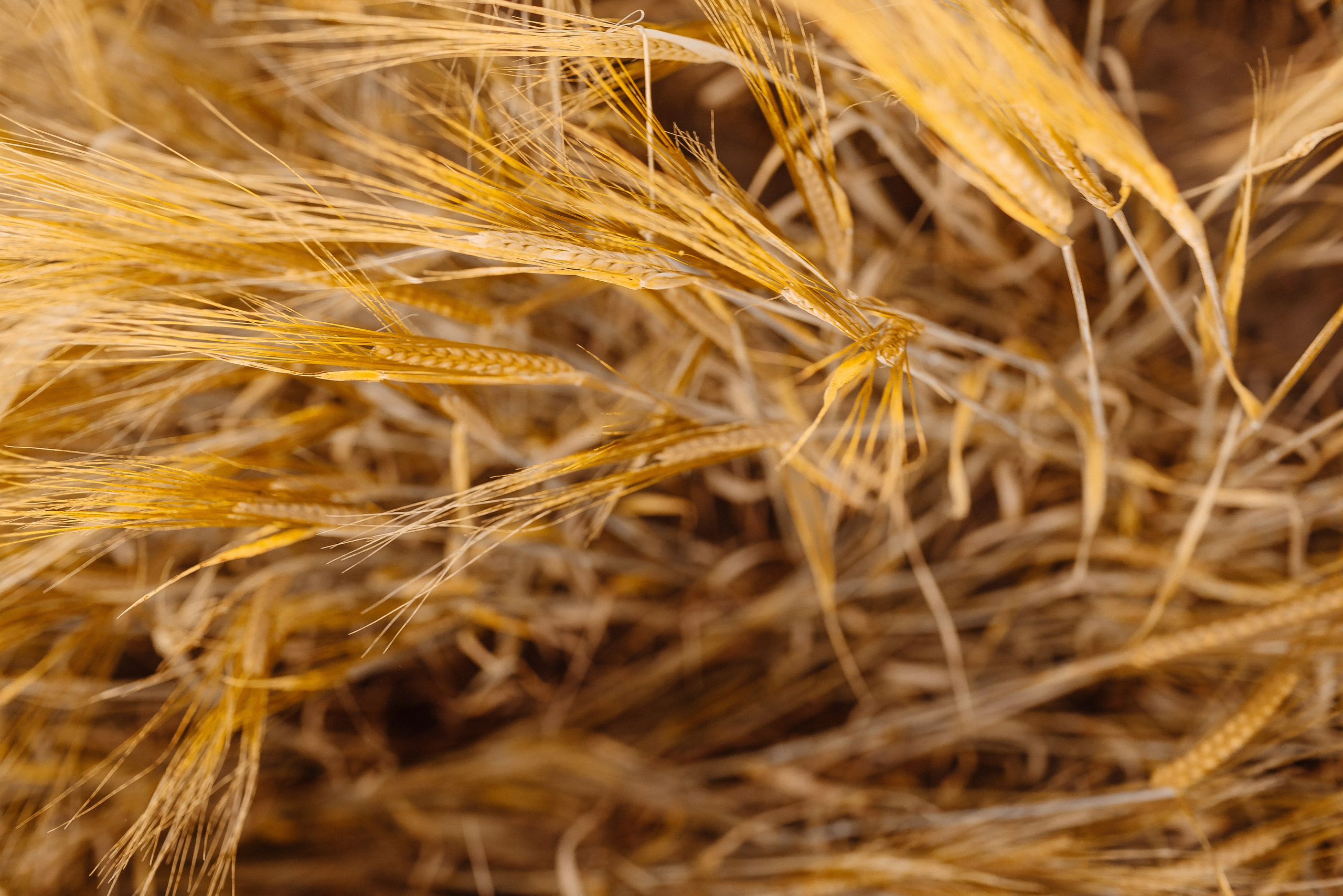 Золотое счастье. Фотограф Лодейное Поле Екатерина Герасимова в Санкт-Петербурге и Лен. области