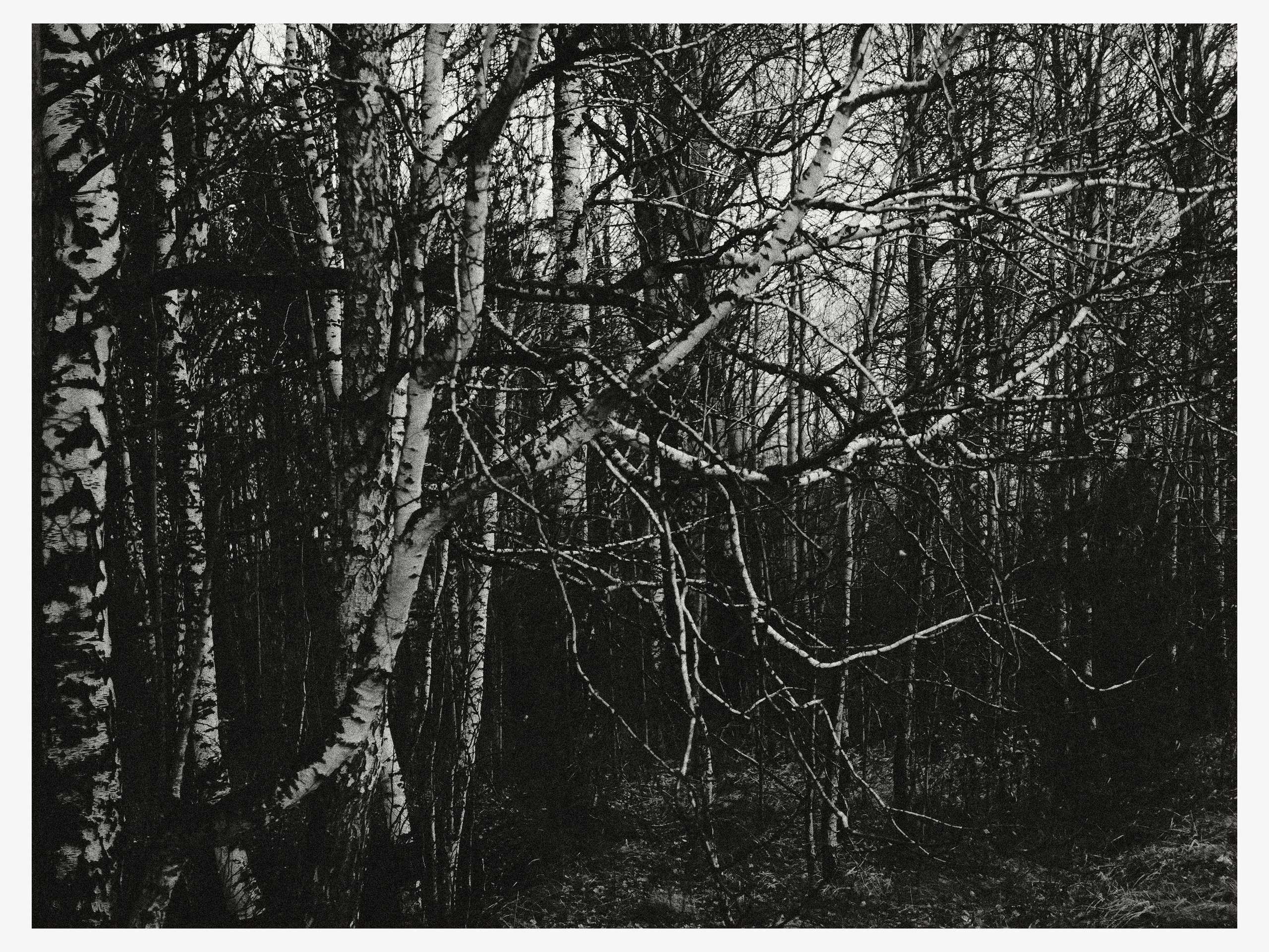 02.11.25 — Ларинский заказник (Томская обл.). Mark Zarya — Casual Photography