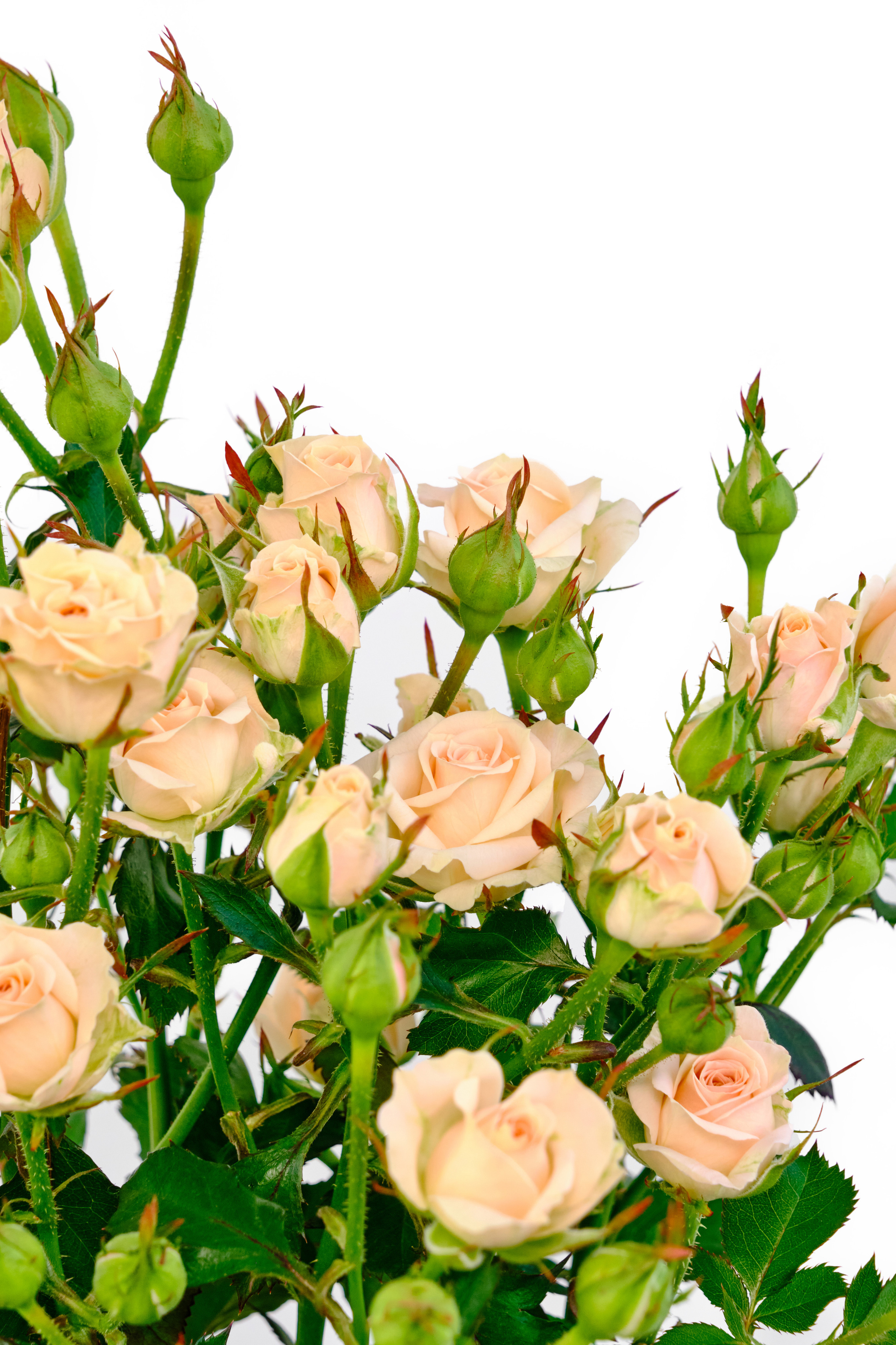 Каталог цветов. Ася Ложкина фотограф Ижевск