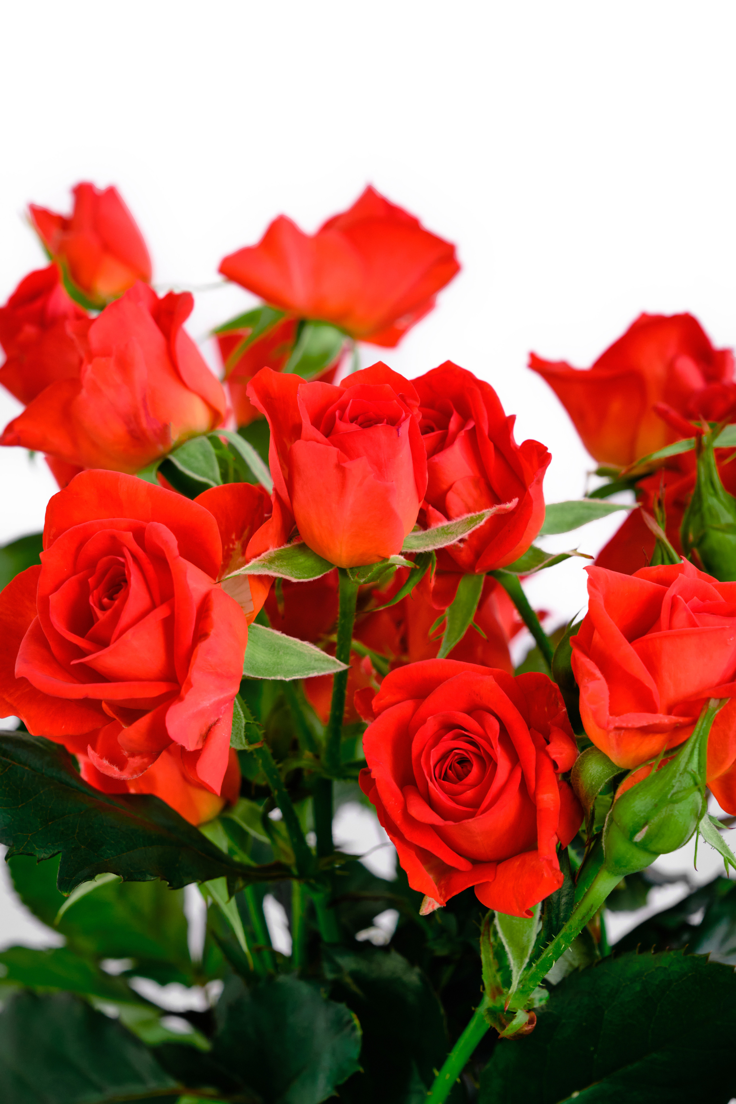 Каталог цветов. Ася Ложкина фотограф Ижевск