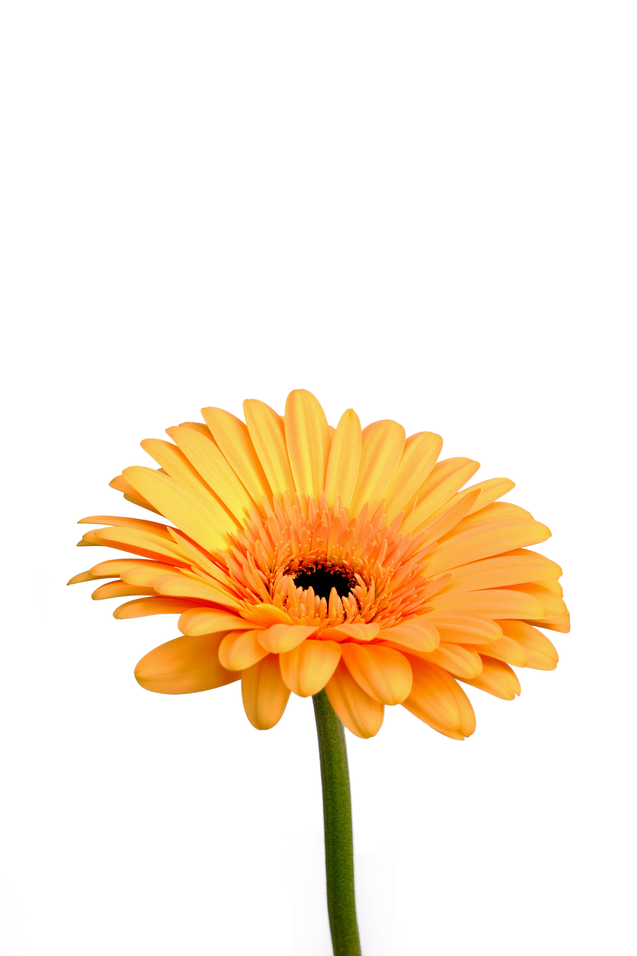 Каталог цветов. Ася Ложкина фотограф Ижевск