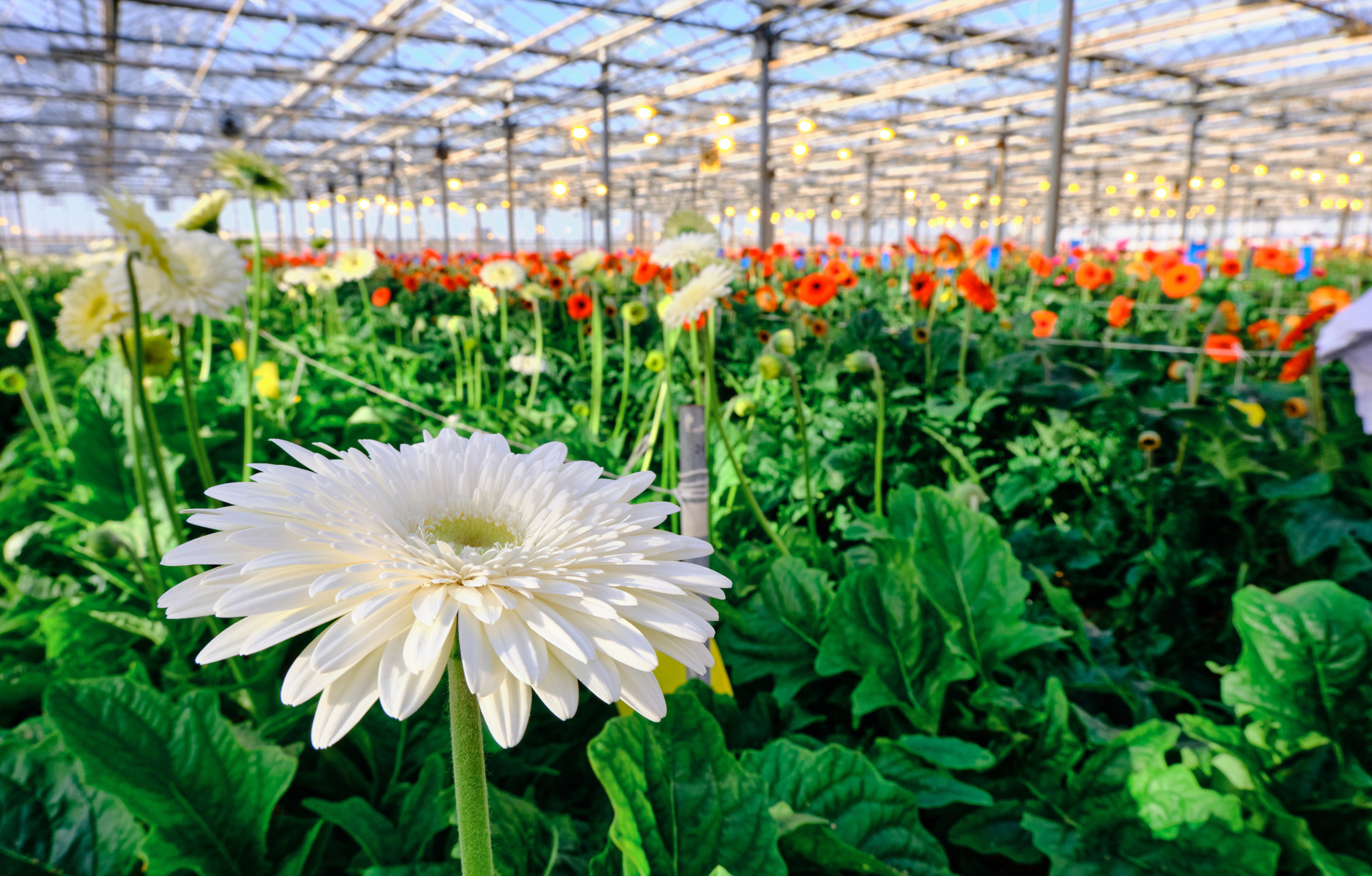 Каталог цветов. Ася Ложкина фотограф Ижевск