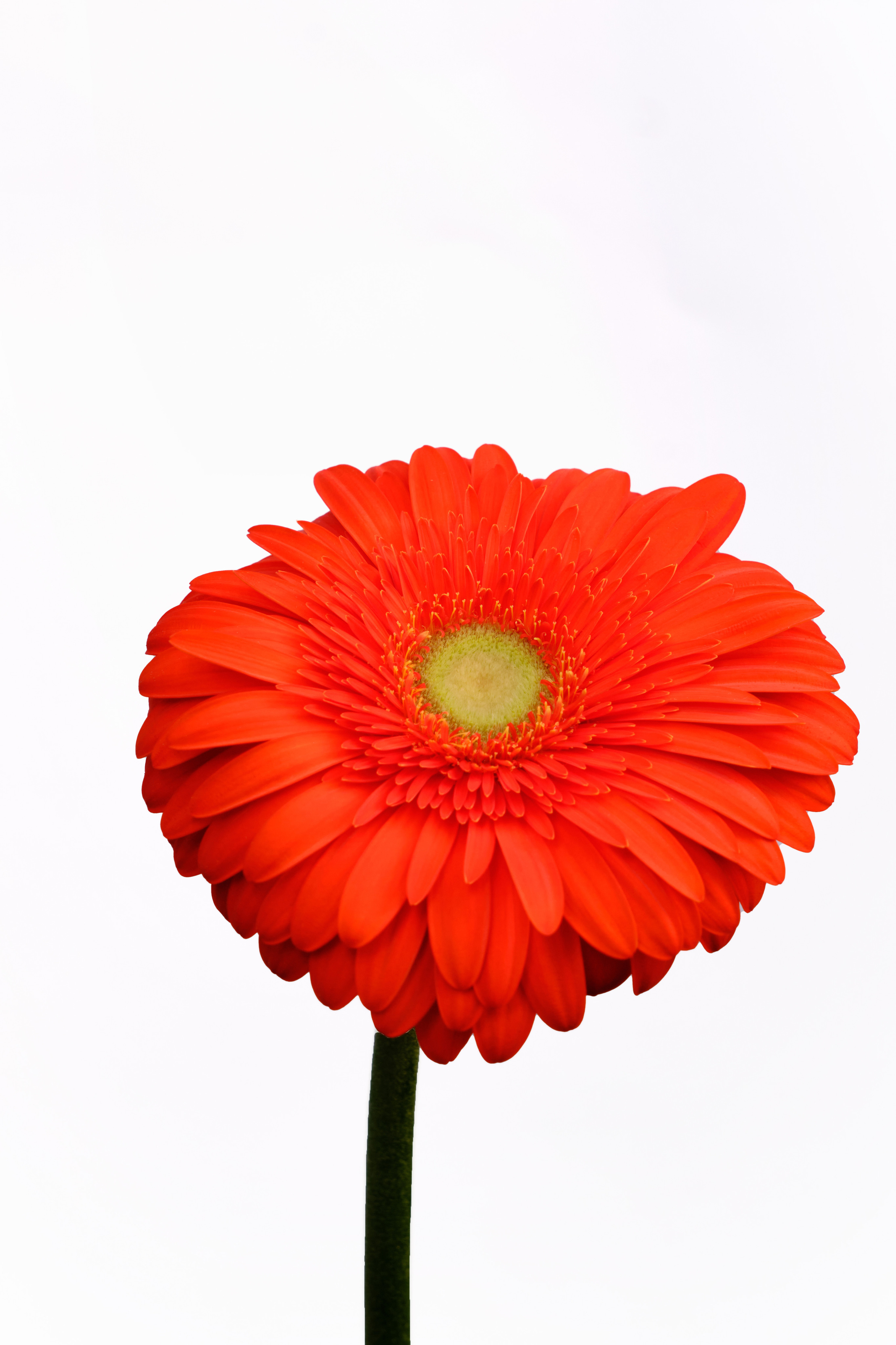 Каталог цветов. Ася Ложкина фотограф Ижевск