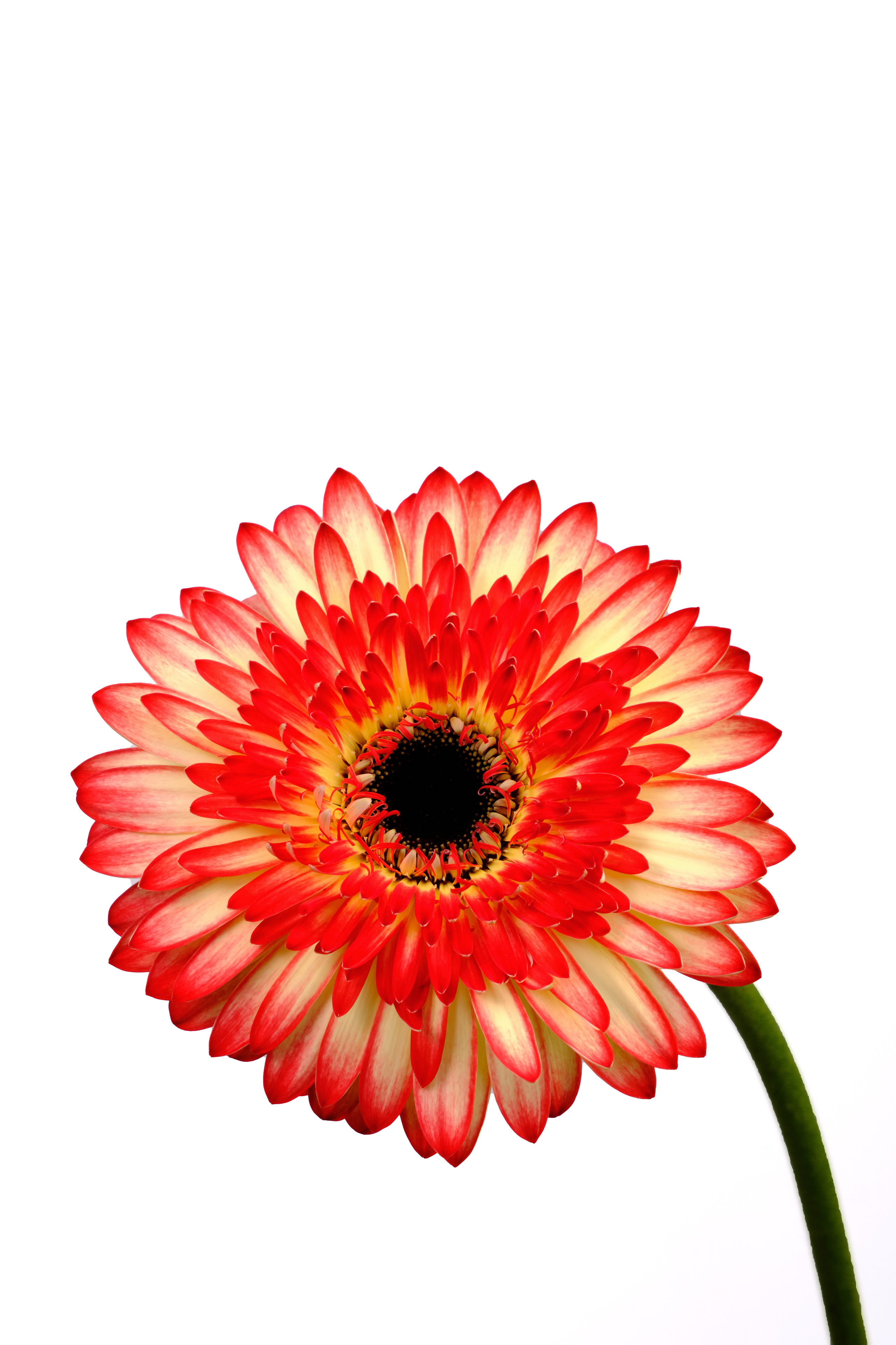 Каталог цветов. Ася Ложкина фотограф Ижевск