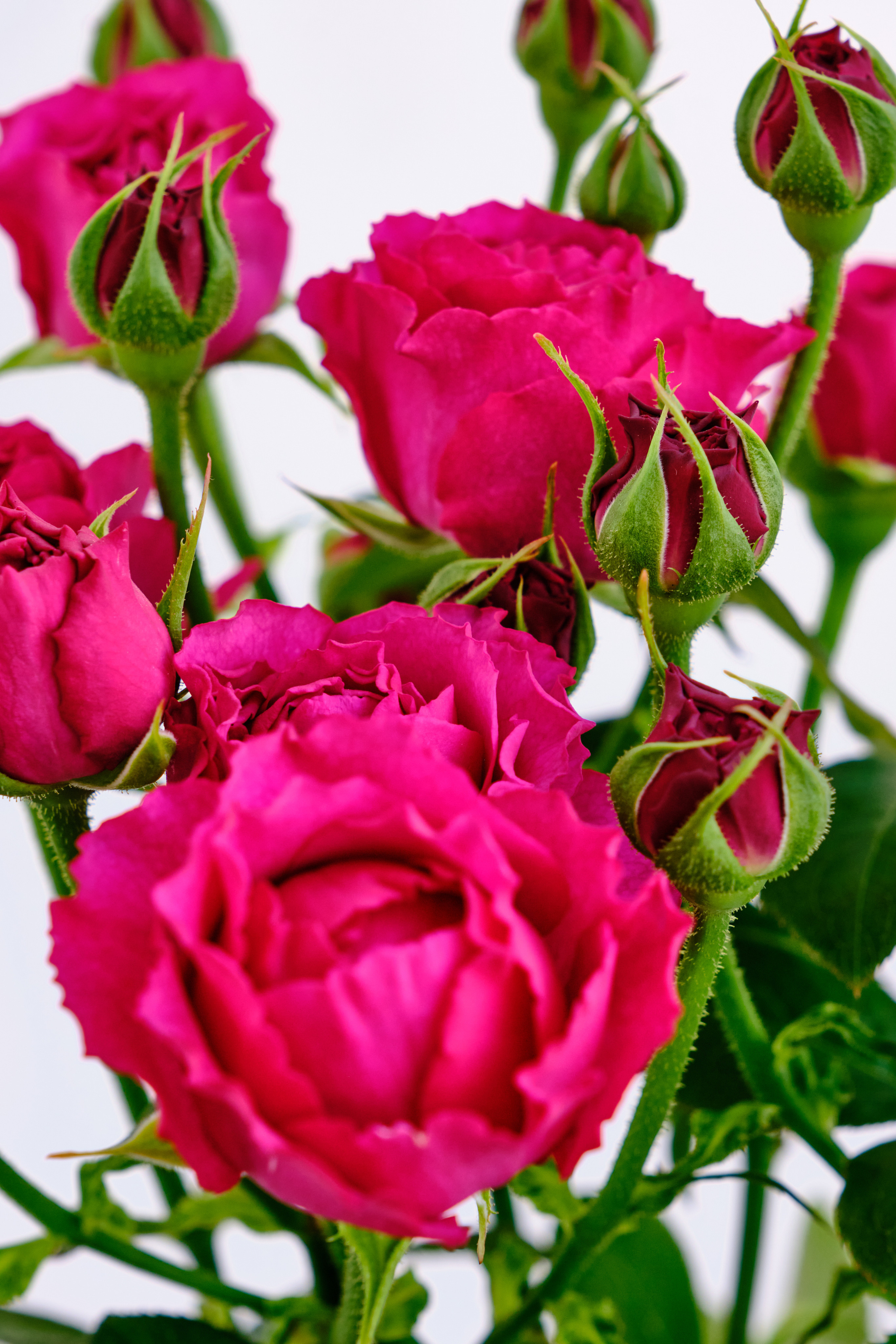 Каталог цветов. Ася Ложкина фотограф Ижевск