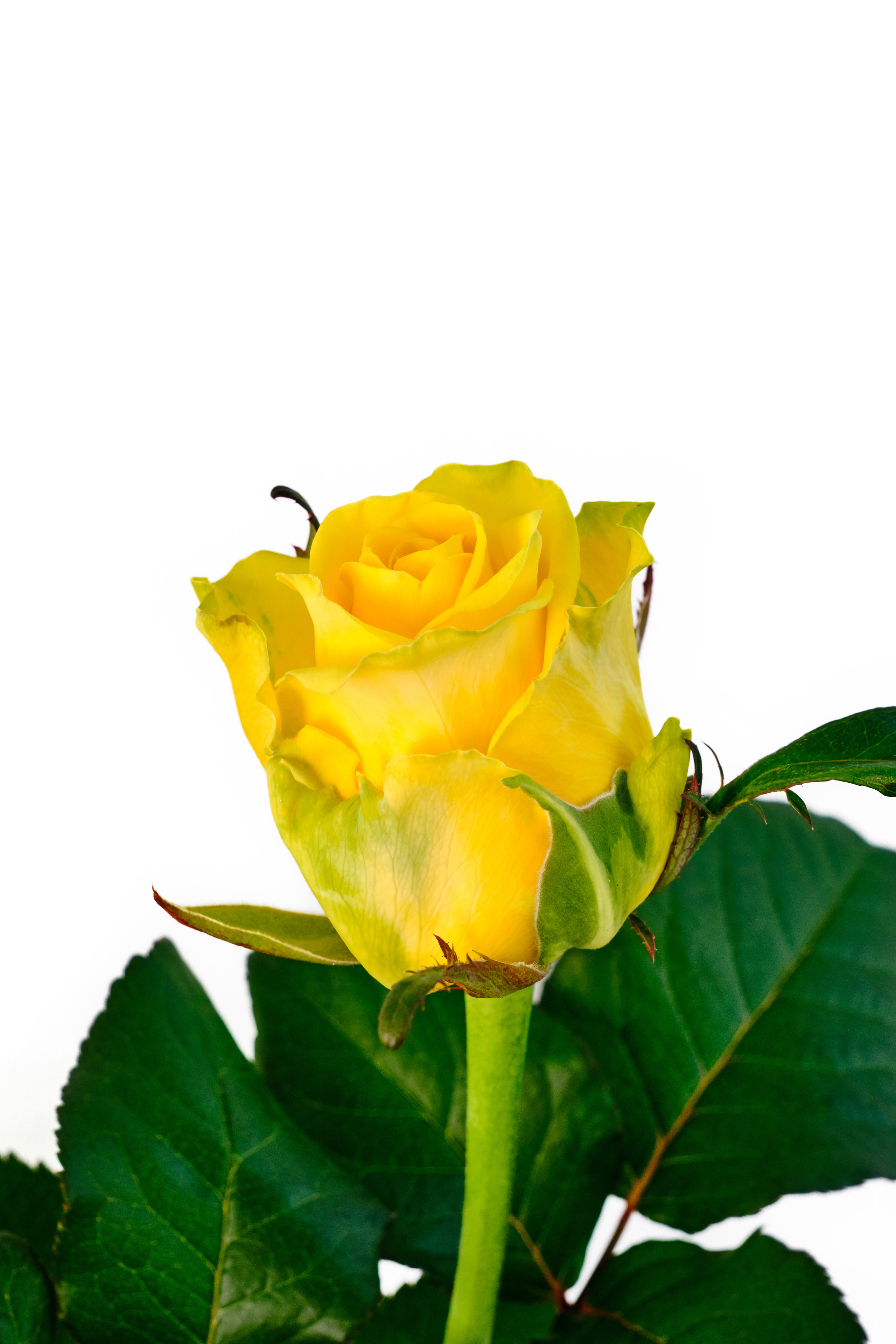 Каталог цветов. Ася Ложкина фотограф Ижевск