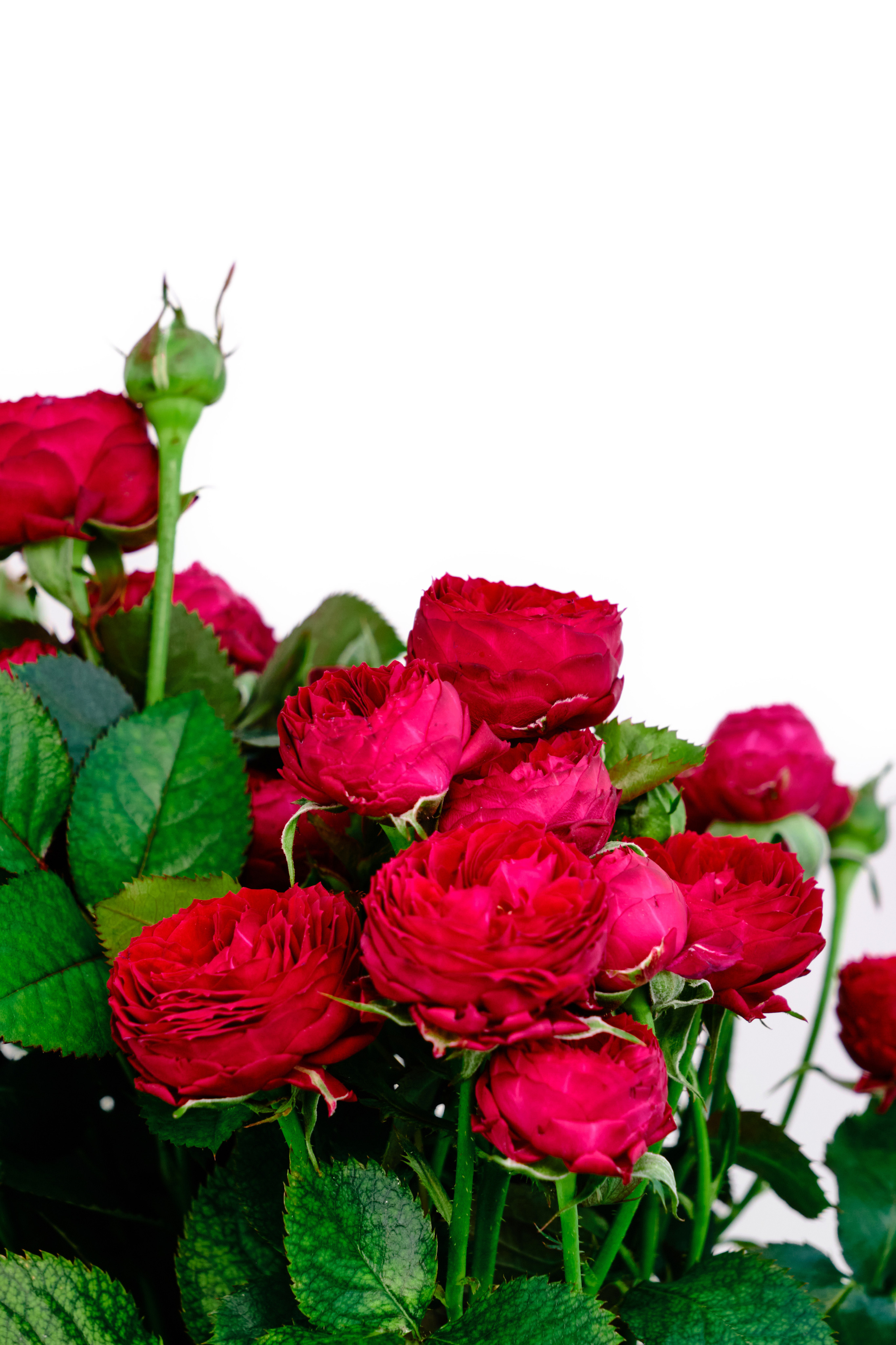 Каталог цветов. Ася Ложкина фотограф Ижевск