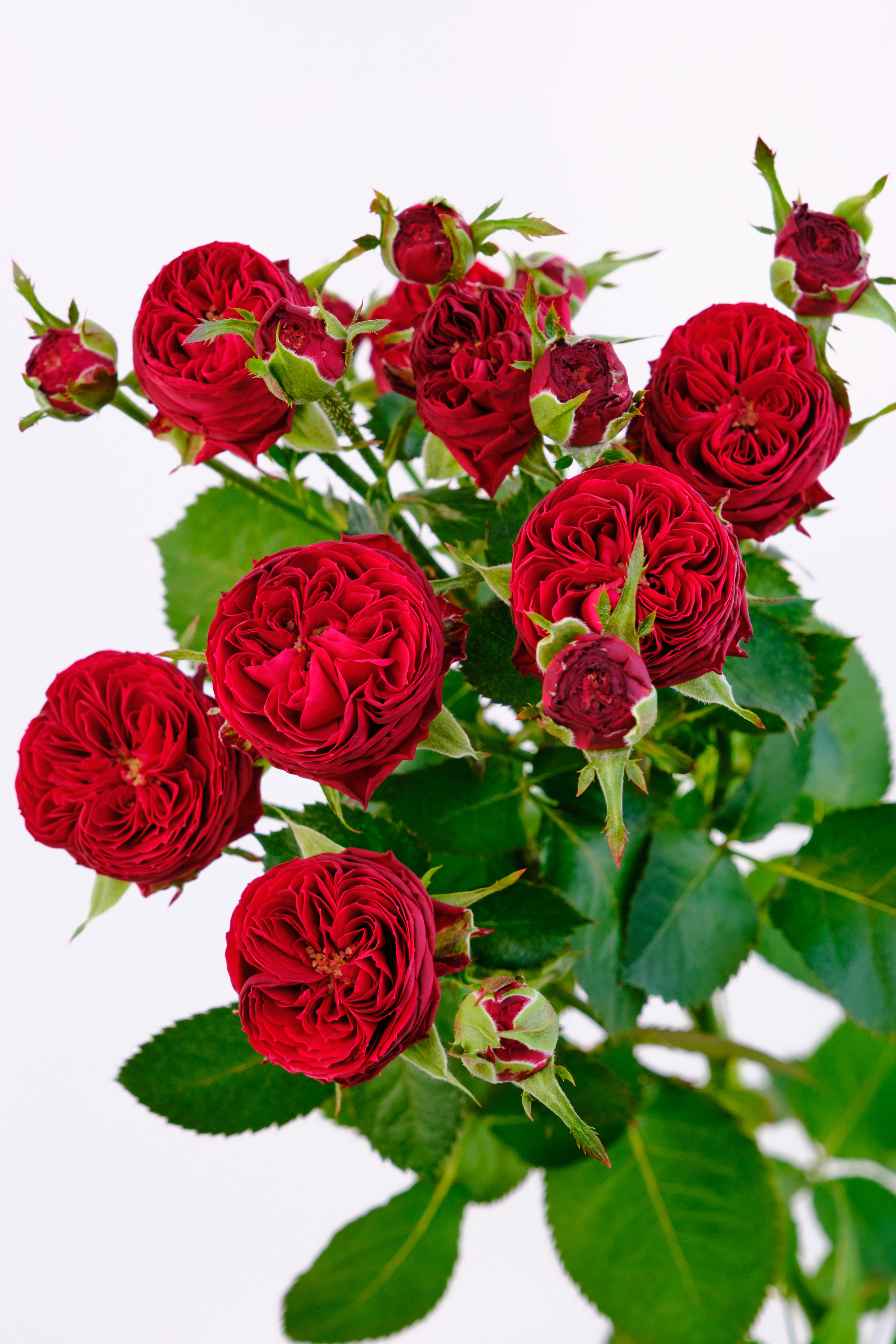 Каталог цветов. Ася Ложкина фотограф Ижевск